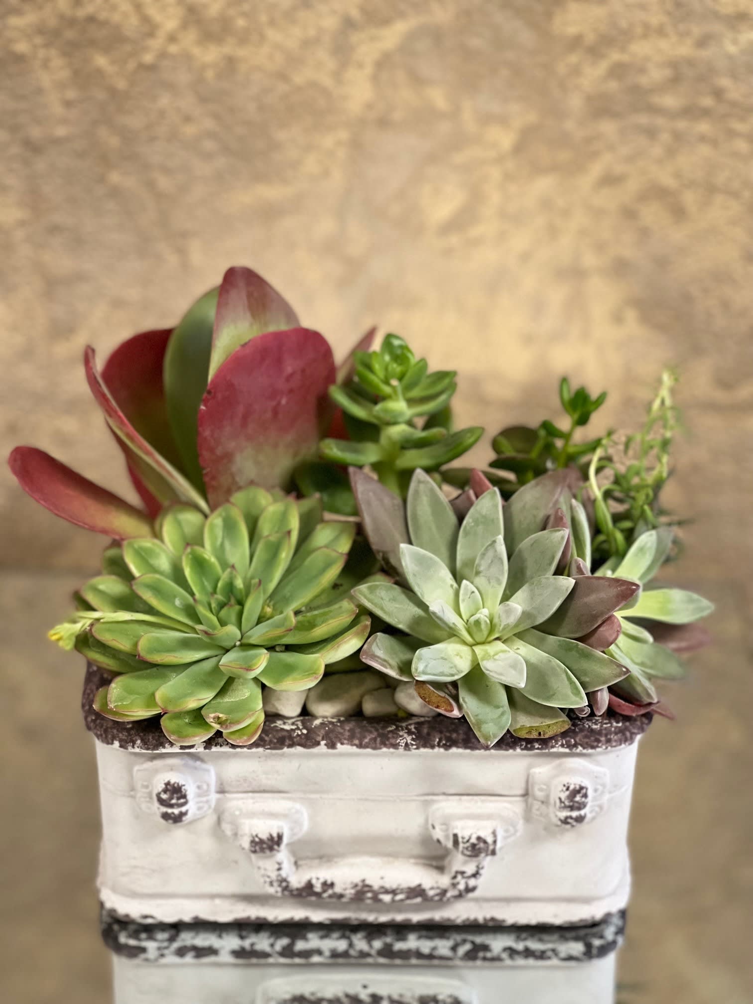 Traveling Succulent Dish - Bring a soothing, tranquil feel to a home with this Garden Dish. This dish contains a variety of different succulents and white rocks in a white suitcase cement pot. 