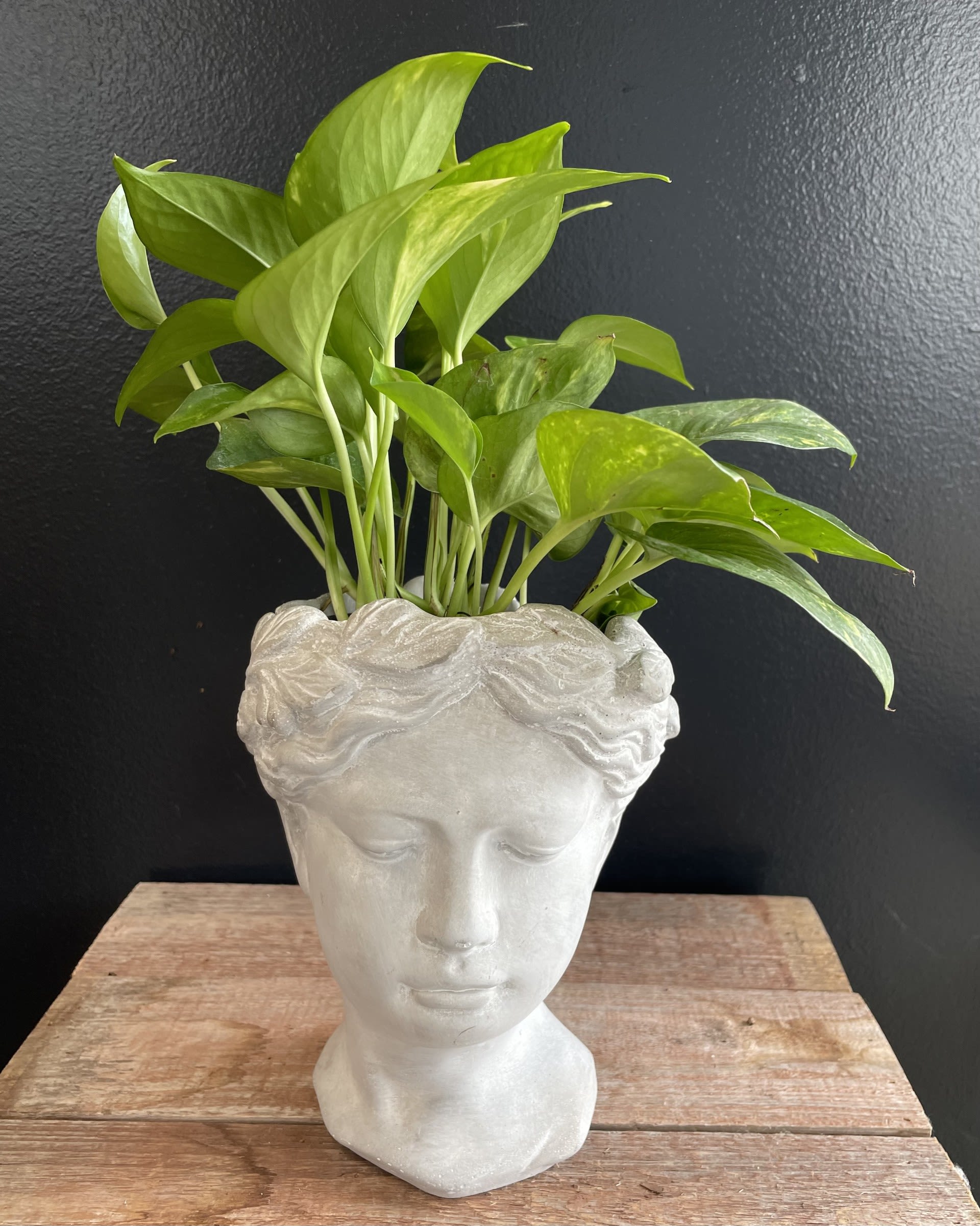 Goddess  - Transform your space with our stunning concrete Plant Head Planter, where nature meets art. These unique planters feature beautifully sculpted human faces, each designed with intricate detail to bring personality and charm to any room or garden. The planter's head serves as a vessel for your favorite plants, creating a whimsical effect where the greenery mimics hair, adding a touch of life and creativity to your decor.
