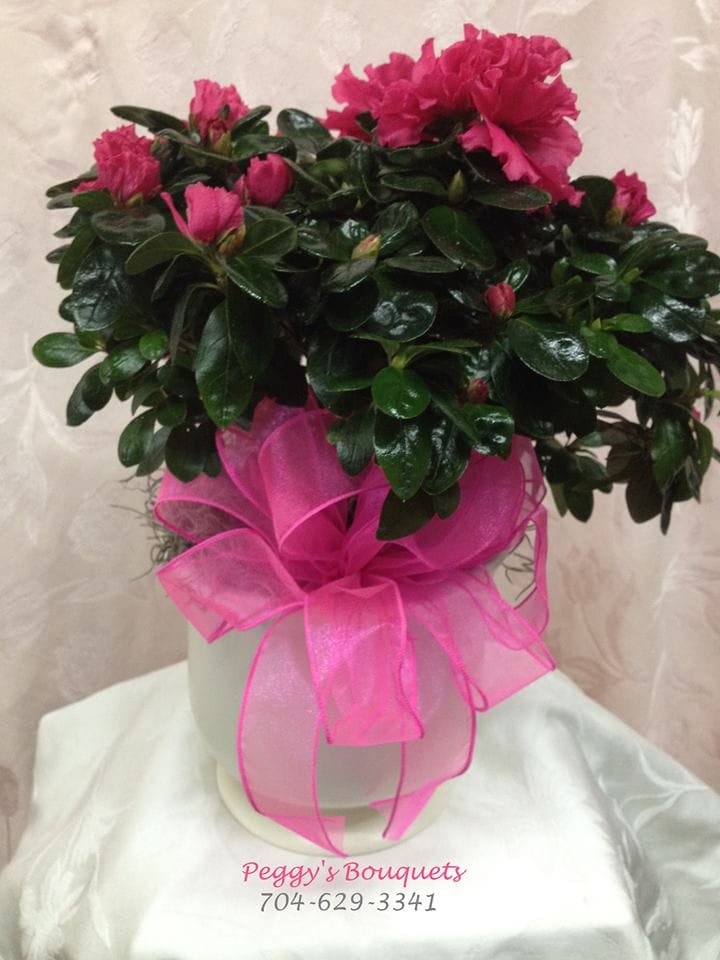 Azalea Azalea - Beautiful outdoor flowering shrub. Blooms in the spring. Prefer living under trees. Makes a great gift for the Gardner in your life. Colors will vary.