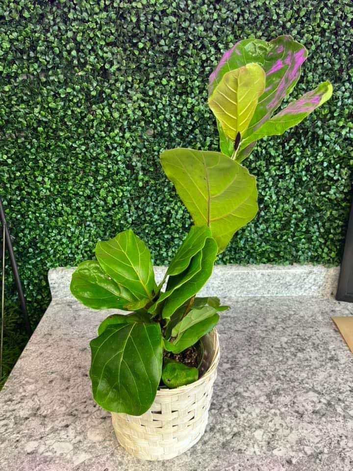 Fig tree - Super cute fig tree for any occasion! 