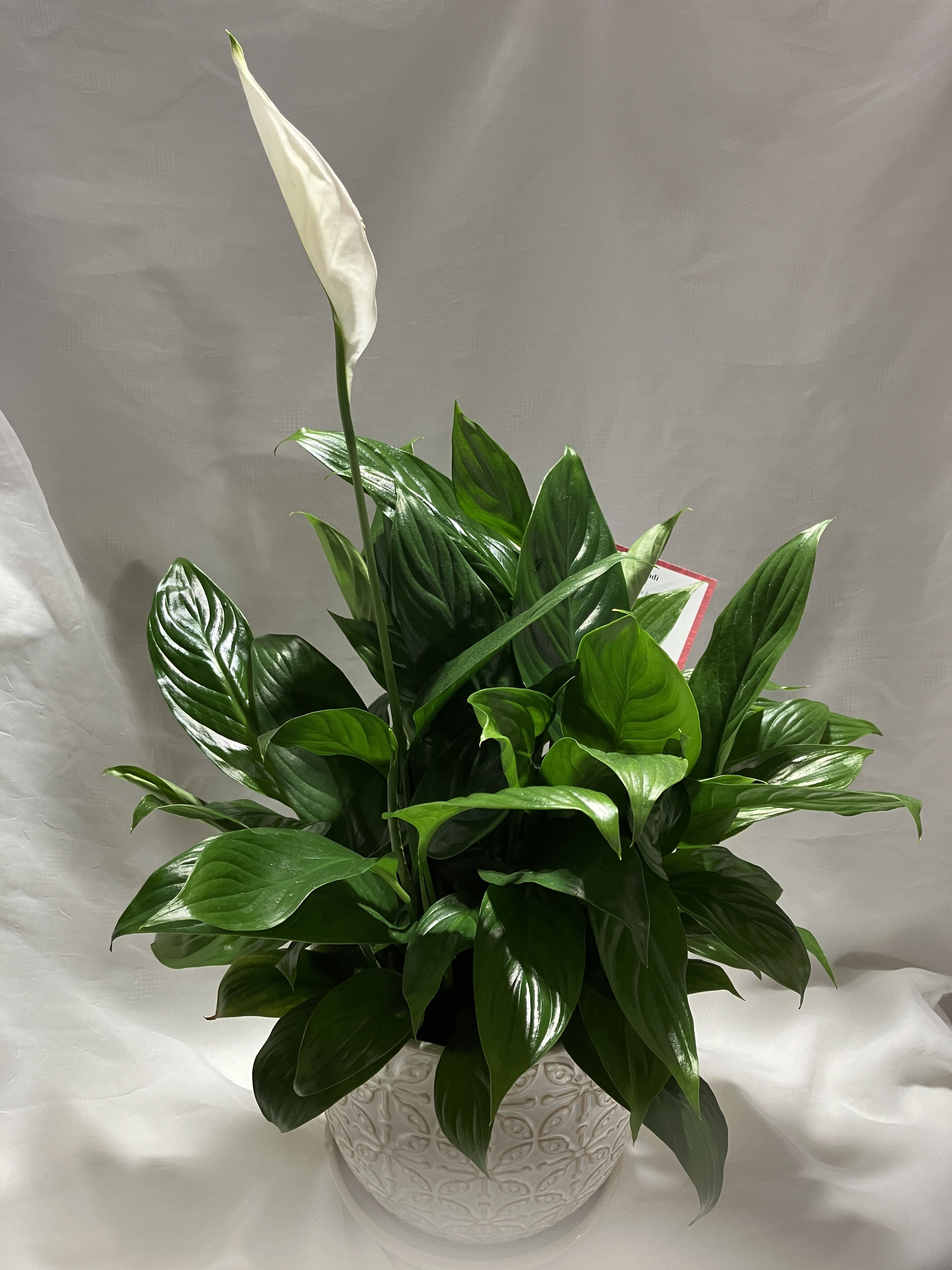 Prayers abound - This beautiful spathephylum 6&quot; plant is so comforting and beautiful.  This 6&quot; plant is presented in a white ceramic pot.  Please note that there are seasonal times during the year when the spathephylum plants do not bloom, so we are happy to substitute another tropical plant when necessary.  