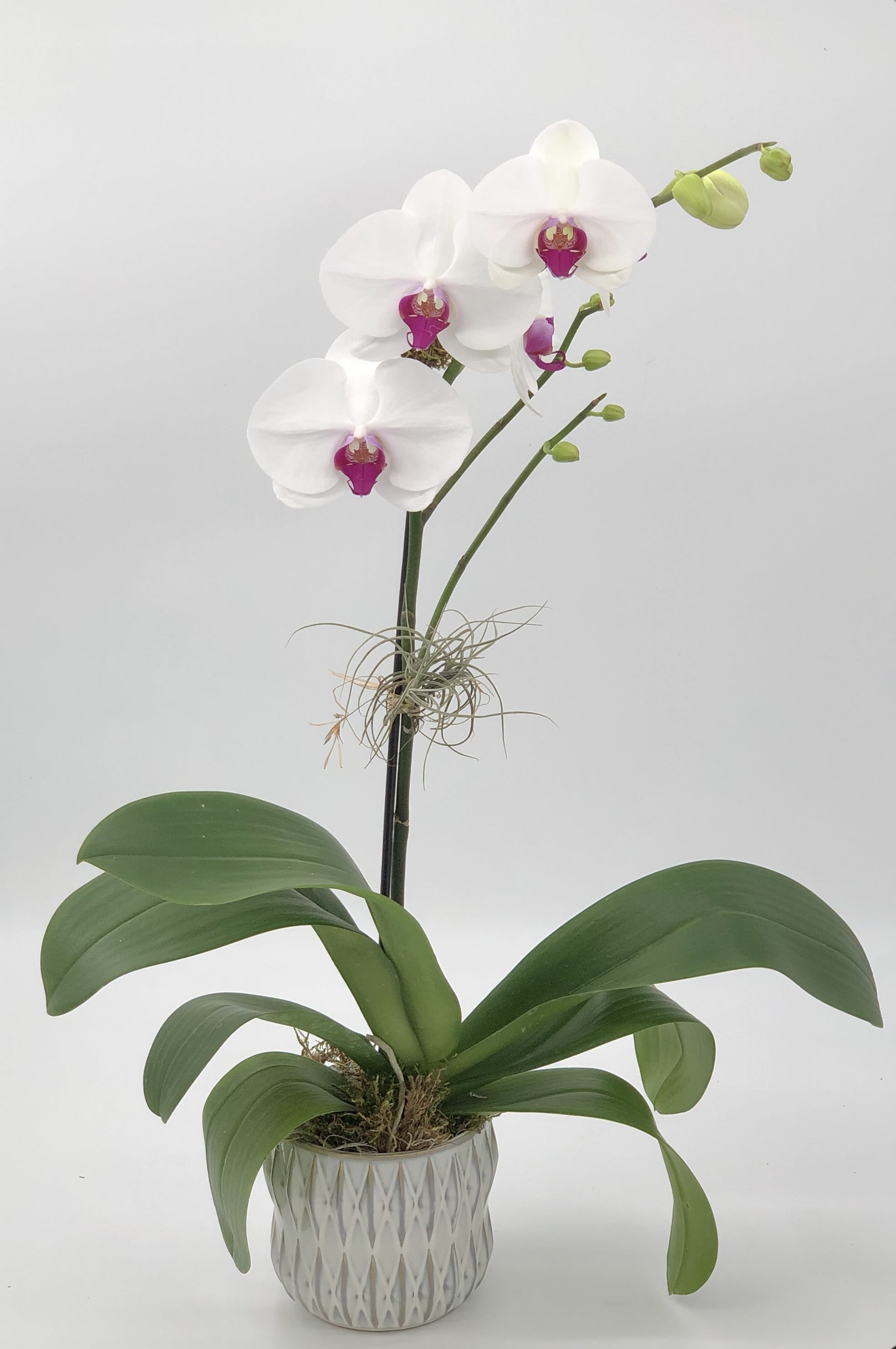 Phalaenopsis Orchid1 - Elevate your decor with our stunning white Phalaenopsis Orchid. Presented in a chic white or black ceramic container, or a clear glass vase, with delicate moss for added charm.  Standard - air plant not included Deluxe- with air plant 