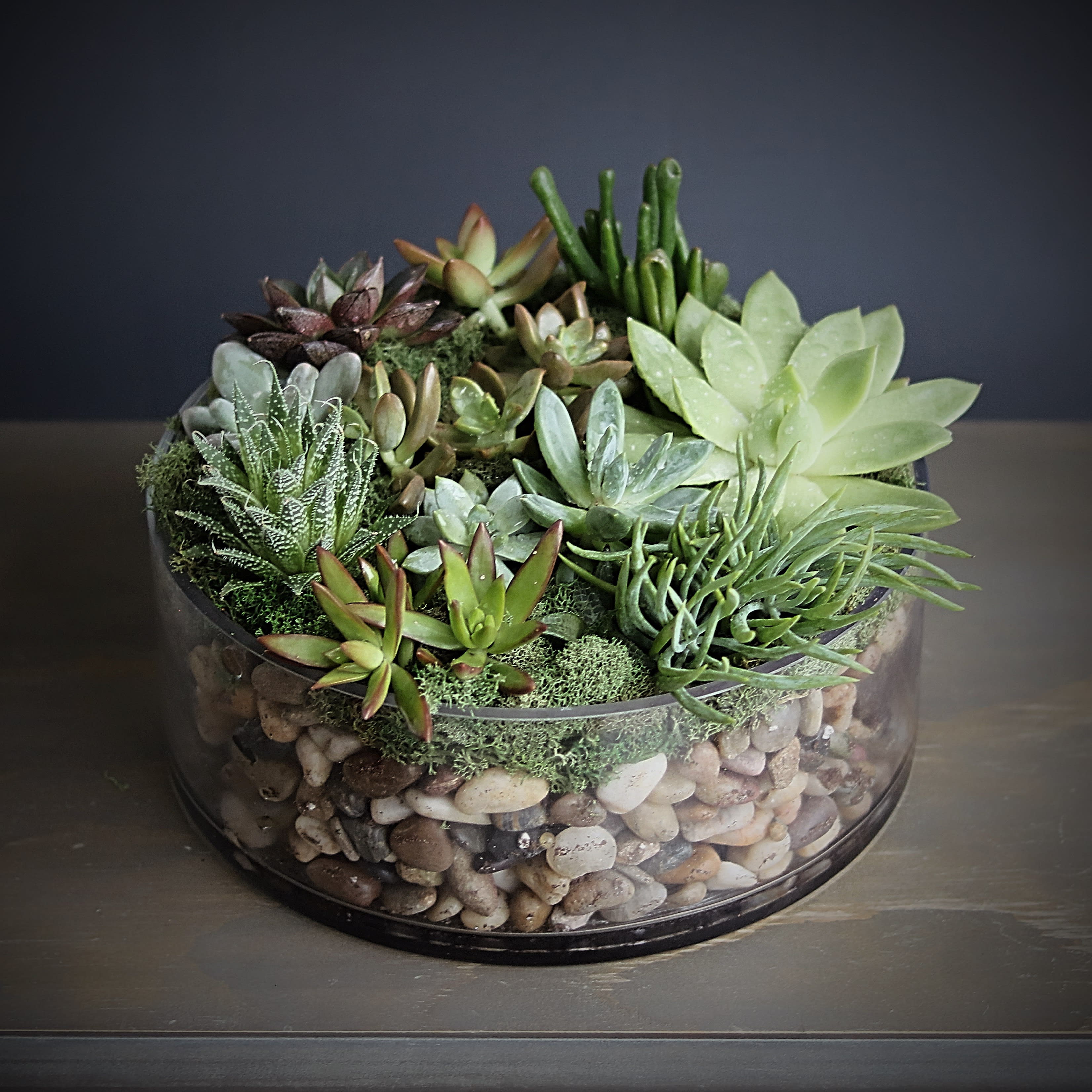 succulent oasis - Strikingly vibrant, this festive treat of a design provides your own personal succulent oasis. A remarkable selection of eye-catching succulents rest within 10&quot; wide cylindrical glass vase, filled with smooth river stones covered with moss, which gives a grounding, earthy element to this piece. Handwritten card is included. Send the most beautiful flowers for that special someone. Next day delivery available to Tequesta, Jupiter, Palm Beach Gardens and Palm Beach.