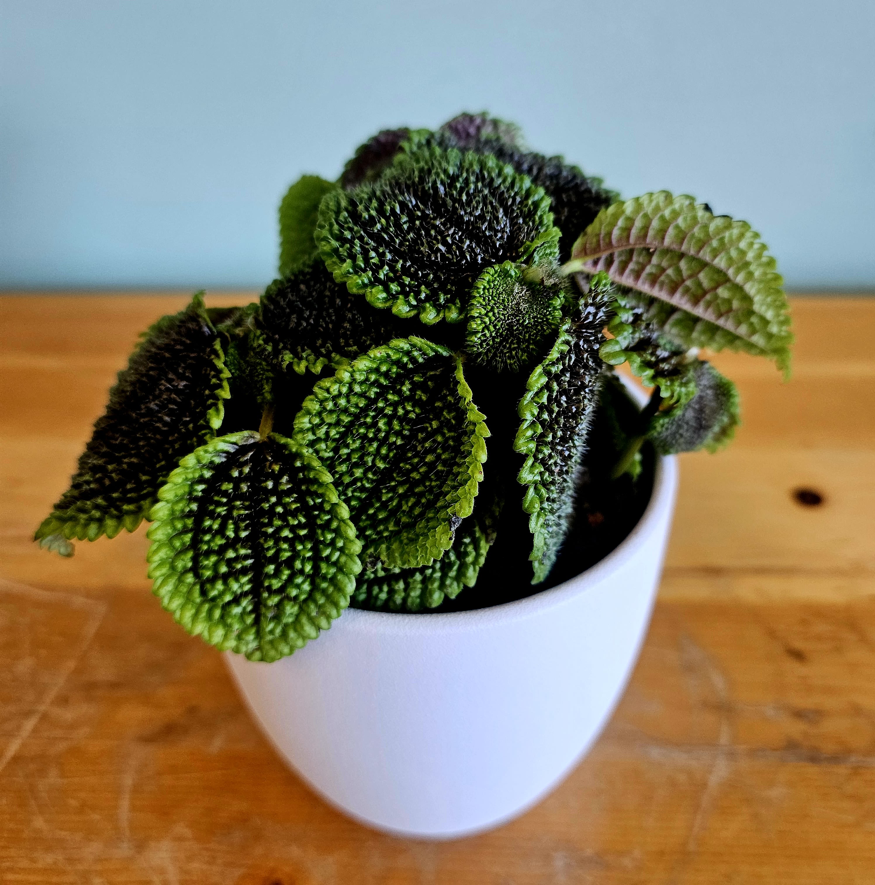 Iron Cross Begonia  - This plant only needs watering when the top two inches of soil feel dry to the touch. Avoid overwatering it. You'll get the most vivid colouring on the leaves if you put them somewhere with lots of light, but not harsh direct sun. It's happiest if the atmosphere is moist. 