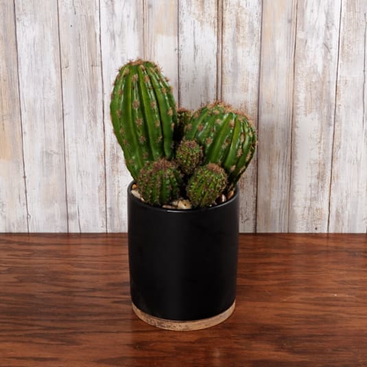 Cactus Planter Silk Large Cactus Planter Silk Large - This planter is 8” wide by 18” tall and requires no care except the occasional dusting! Perfect for a bookshelf, bar, man cave or kitchen island.