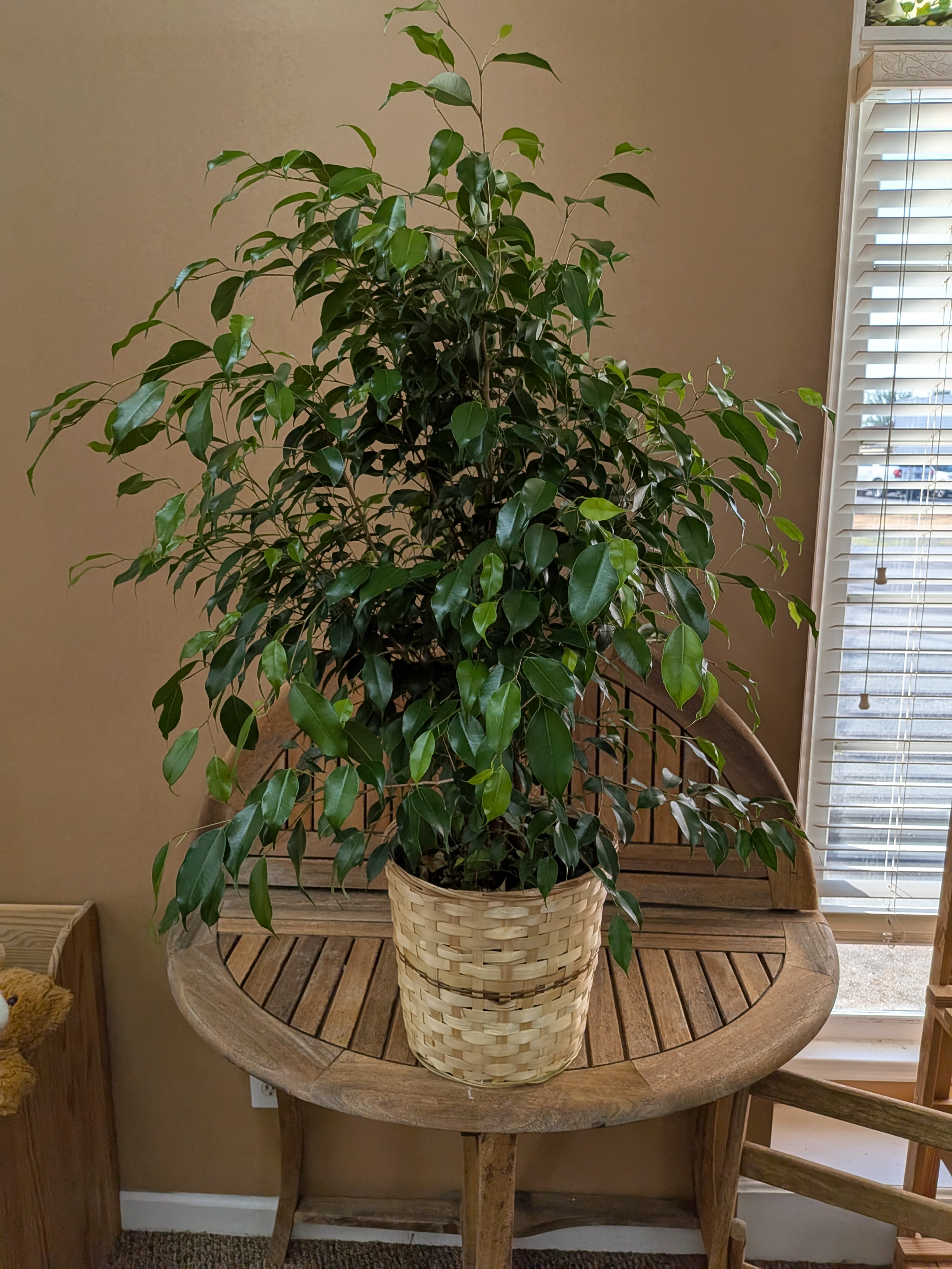 Ficus - 10&quot; Ficus Plant. Comes in a wicker basket with a bow.
