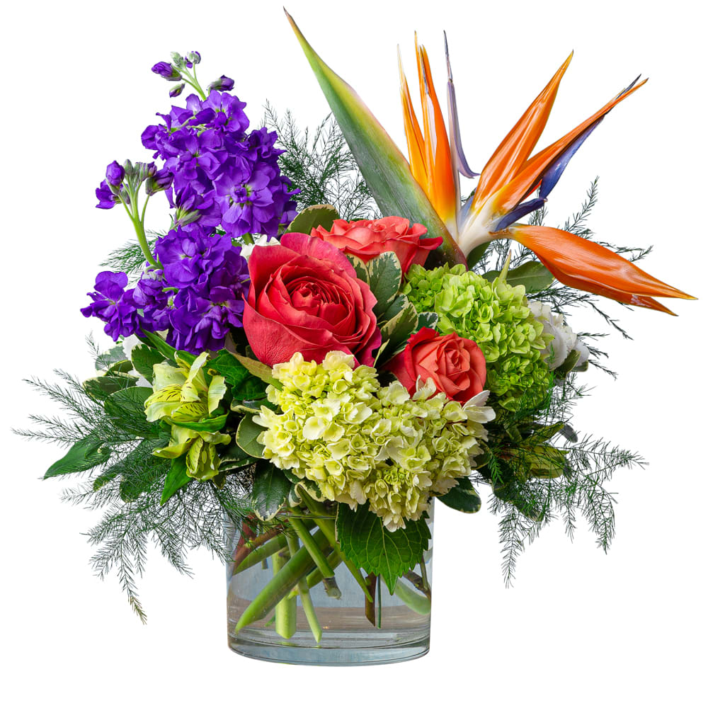 Coral Sunrise - TMF-1362S - The vibrant colors of a tropical sunrise give the feel of being on vacation. Coral roses are nestled amongst lime green hydrangea, yellow alstroemeria, bright purple stock, and gorgeous birds of paradise. This arrangement is created in a short, clear glass cylinder and is the perfect size for a coffee table or small dining room table.	Approximately 13&quot; W X 16&quot; H
