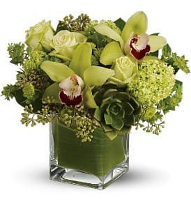 Rainforest Bouquet - Deluxe [TFWEB578DX] - The green abundance of the rainforest is captured in this lovely bouquet brimming with exotic green cymbidium orchids, roses and colorful succulents. Artfully arranged in a glass cube vase, it's a gift that's as right as rain.  A refreshing mix of flowers including green cymbidium orchids, echeveria succulents, roses and chrysanthemums accented with viburnum, bupleurum and eucalyptus. Delivered in a clear glass, leaf-lined cube vase.  Bouquet is approximately 12&quot; W x 11&quot; H  Orientation: All-Around      As Shown : TFWEB578DX  