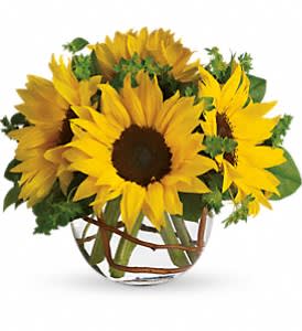 Sunny Sunflowers [T152-2A] - Whoever receives this stunning bouquet is sure to be bowled over by its bold beauty! It's big on fun and big on flowers.  Sunflowers steal the show in this simple arrangement. Also featured: green bupleurum, salal leaves and a curly willow inside the glass bubble bowl.  Approximately 12&quot; W x 10&quot; H  Orientation: All-Around      As Shown : T152-2A