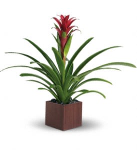 Bromeliad Beauty [T100-1A] - Related to the pineapple plant, perhaps because of its sweetness, this gorgeous beauty adds red and tropical greenery to any room. It's delivered in an exclusive bamboo cube, which makes it extra beautiful.  A red bromeliad plant is delivered in a brown bamboo cube.  Approximately 30&quot; W x 25 1/2&quot; H  Orientation: N/A      As Shown : T100-1A 