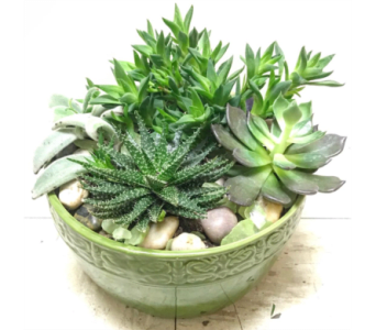 SUCCULENT GARDEN IN CERAMIC POT [TT-DG13] - SUCCULENT GARDEN IN CERAMIC POT BY TWIN TOWERS FLORIST  Succulent variety and ceramic container may differ slightly based on availability.      As Shown : TT-DG13 