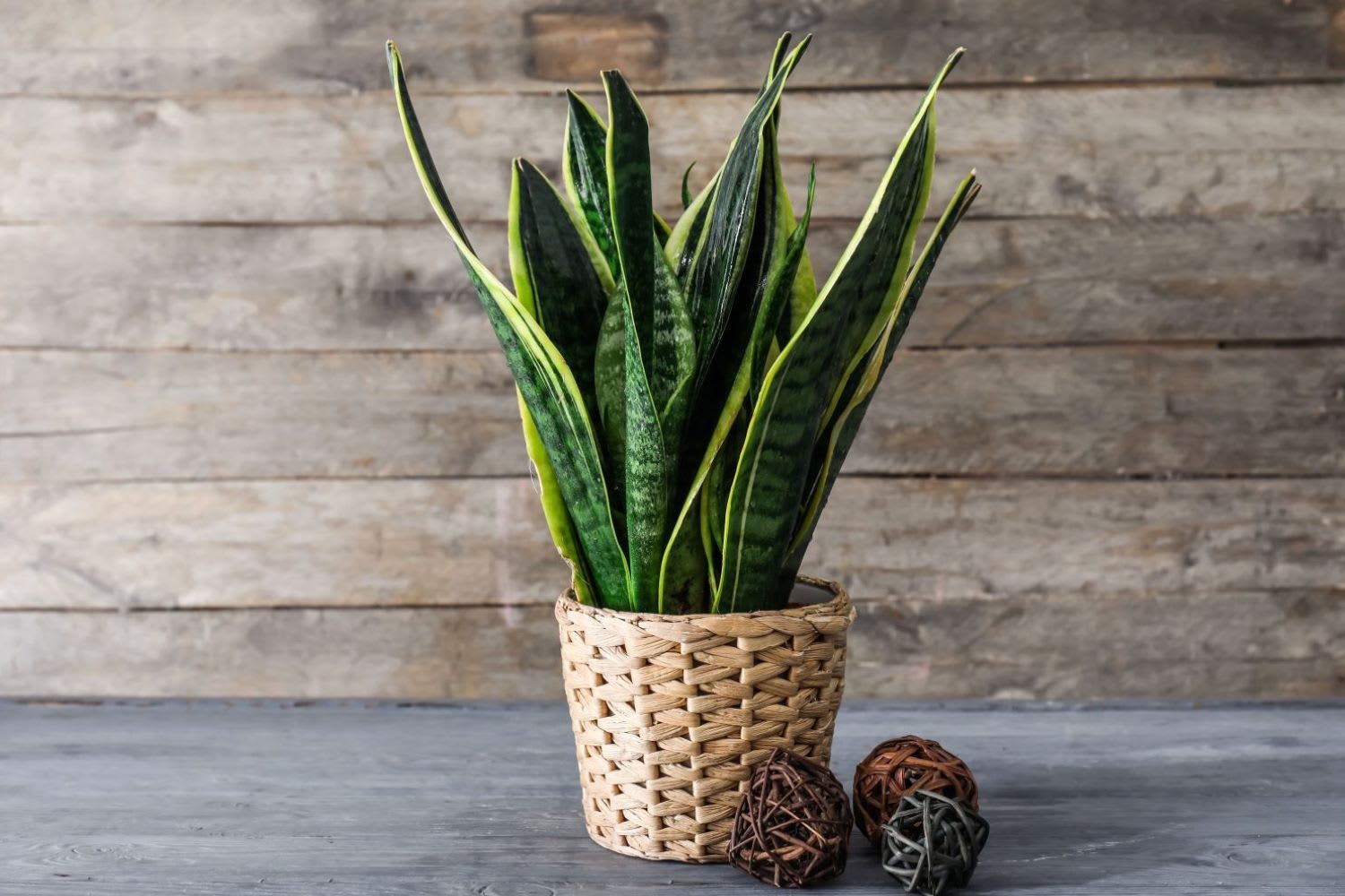 Snake Plant Snake Plant - a variety of the Sansevieria plant family. Sometimes called the Mother-In-Law tongue plant