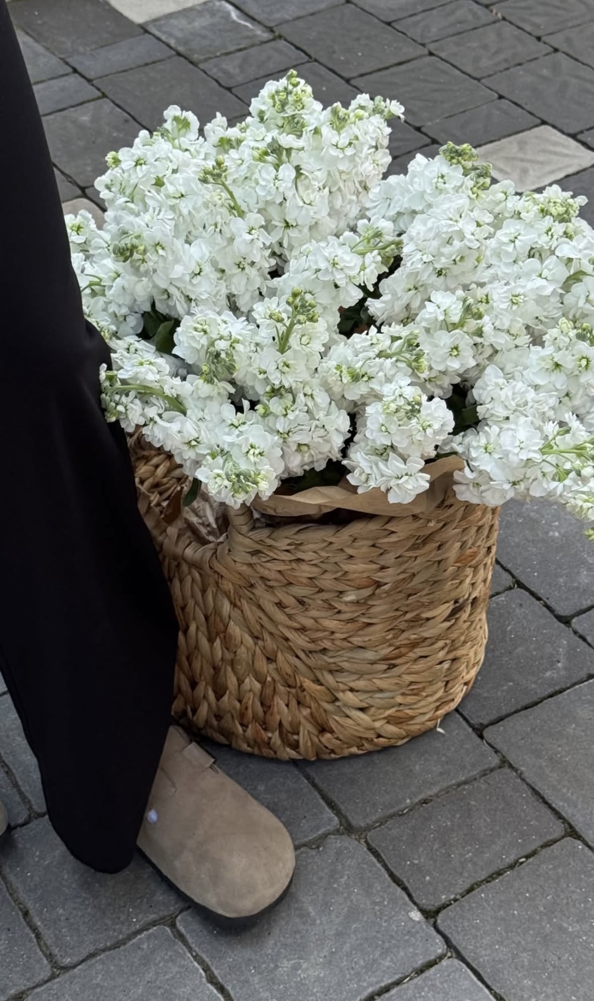 basket of fluffy and fragrant white matthiola - basket of fluffy and fragrant white matthiola
