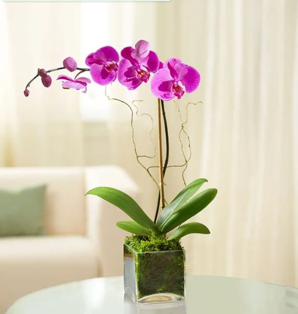 Purple Phalaenopsis Orchid - Capture their love for the exotic with a passionate purple Phalaenopsis orchid. Also known as the moth orchid for its shapely leaves that resemble moths in flight, this beauty is hand-selected by our florists and arrives in a chic cube planter that's perfect for any décor. STANDARD IS A SINGLE purple Phalaenopsis (fah-lay-NOP-sis) orchid stem arrives fresh and blooming, with beautiful accents measures 5&quot;H x 5&quot;W x 5&quot;L  DELUXE IS DOUBLE STEM Our florists hand-pick each plant, so bloom color and container may vary due to local availability