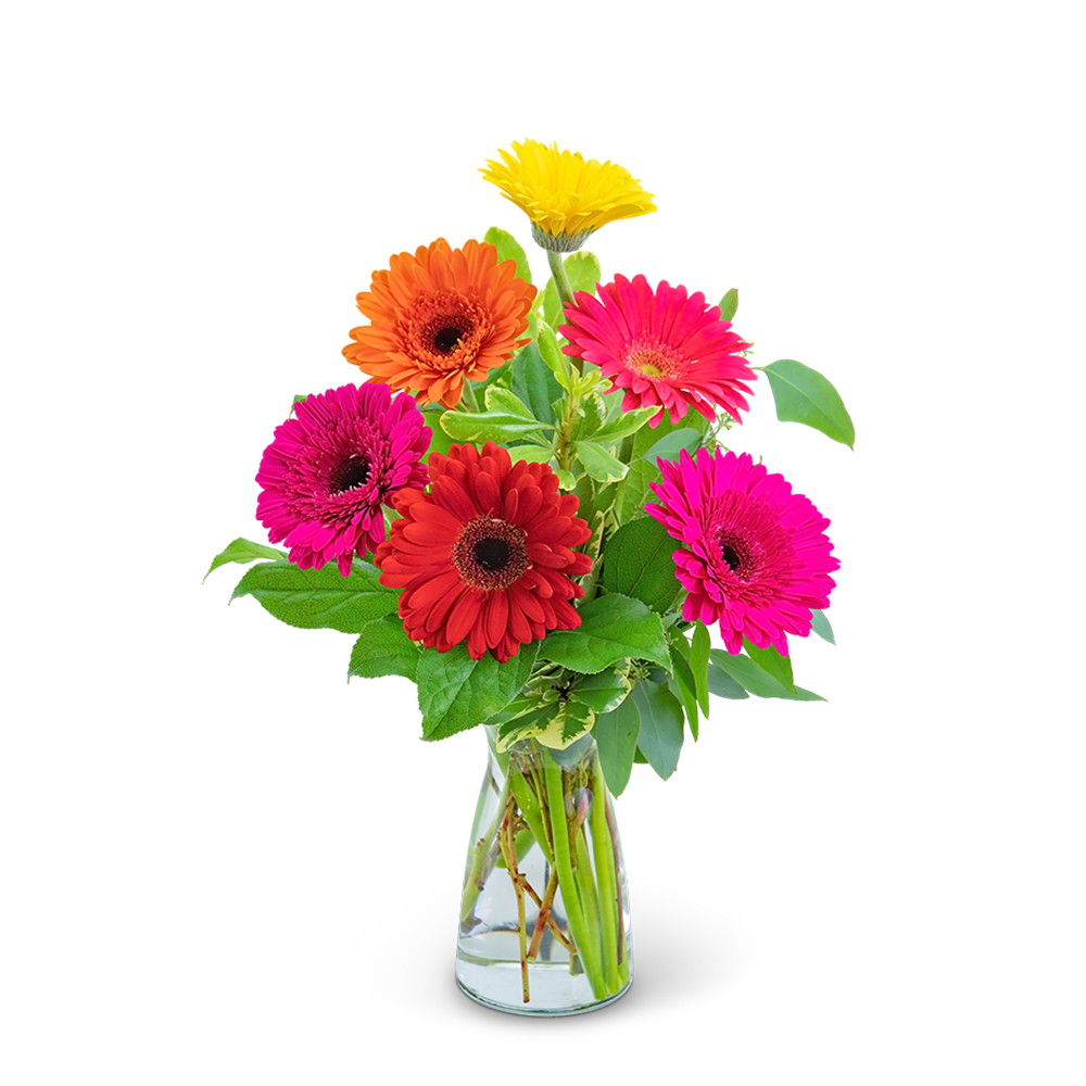 Gleeful Gerbera Gleeful Gerbera - Who doesn’t love a pop of color in their life? Gerbera daisies are a classic symbol of beauty and happiness. Gleeful Gerbera will do just that with this combination of colorful gerberas, pittosporum, salal, and eucalyptus. This colorful arrangement of bright flowers is the perfect way to celebrate a birthday, graduation, or any other occasion!