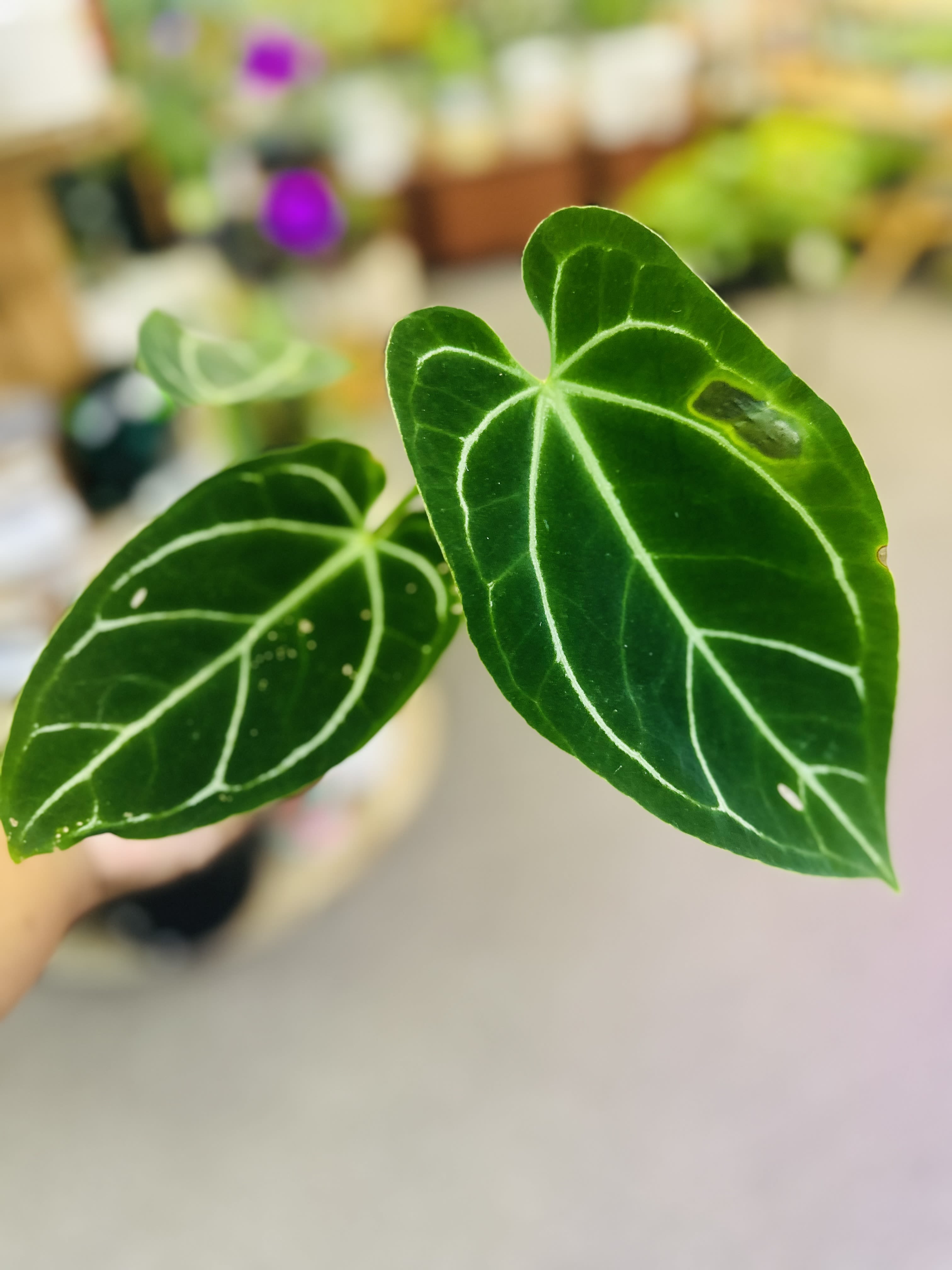 Anthurium Crystallinum Hybrid - Rare Anthurium. Prefer humidity.  Light: Prefer bright light Water: Keep the soil moist when 70% dried out Pet Friendly: No       