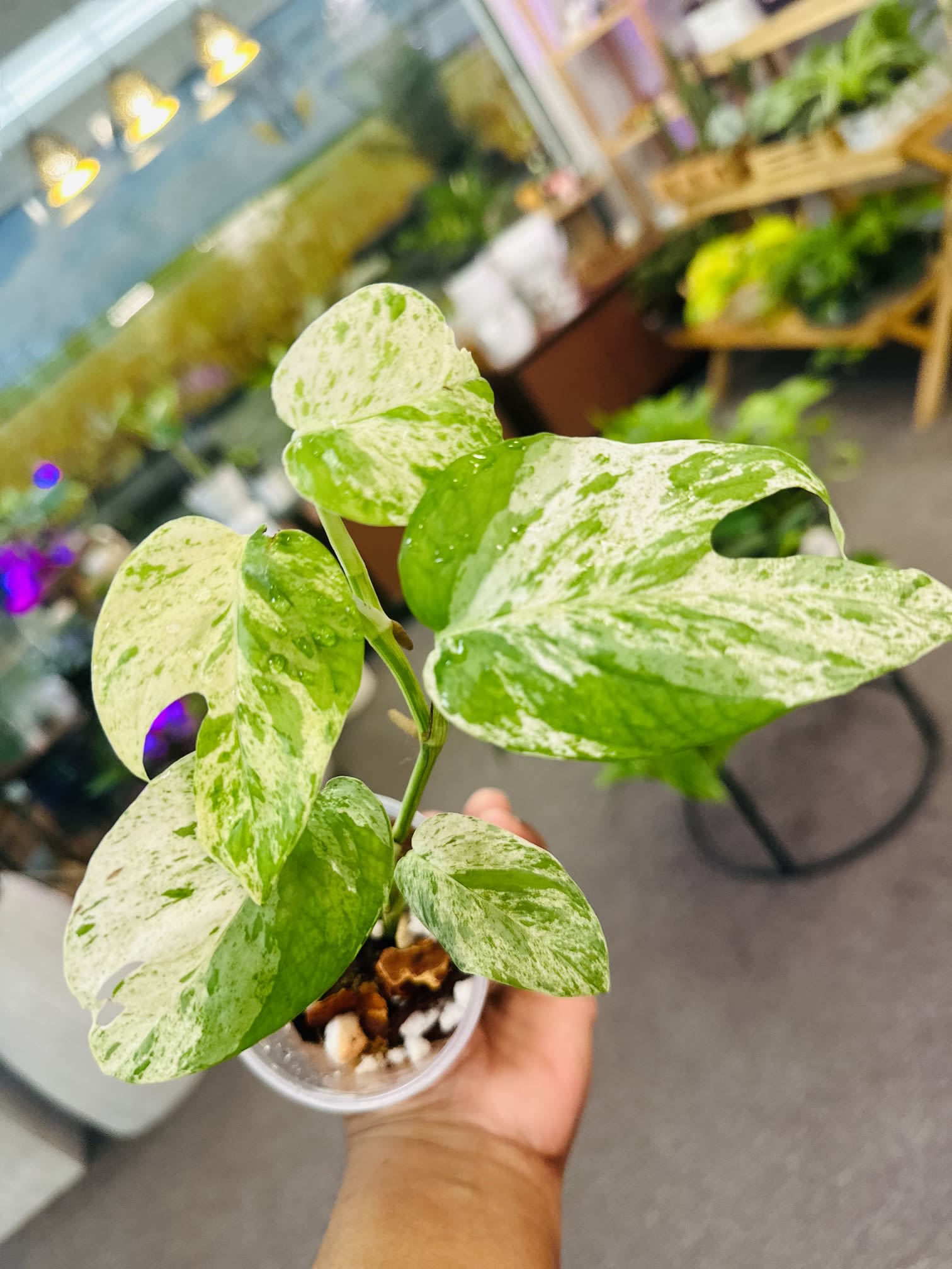 Epipremnum Pinnatum Marble Epipremnum Pinnatum Marble - Light: Epipremnum Pinnatum Marble plants prefer indirect sunlight. Try to keep them out of direct sun from a window, but any bright will will do fine. Water: They prefer to dry out between waterings. Press your finger about an inch into the soil and if it is damp, do not water it. If it is dry it is time to water. In the summer you will water twice as much as the winter waterings. Soil: Well-draining potting mix will let your Epipremnum Pinnatum Marble thrive. Humidity: Average humidity in a house is perfectly fine.