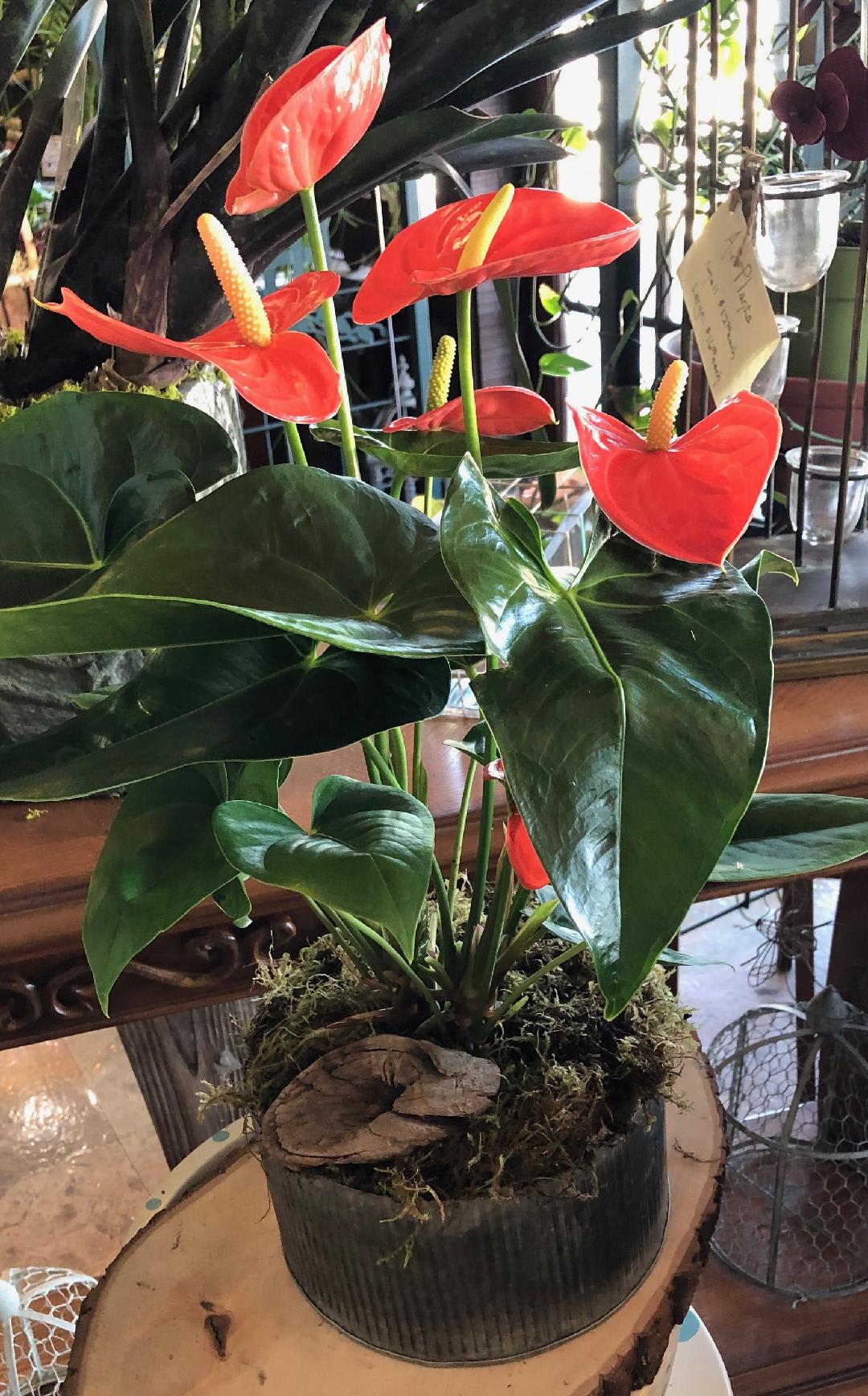 California Friendly Anthurium Plant - An indoor blooming plant that requires little attention! Comes in a variety of colors.... orange, red, pink, white. Shown in a corrugated tin. Inside or a covered patio are both happy places for this plant. 