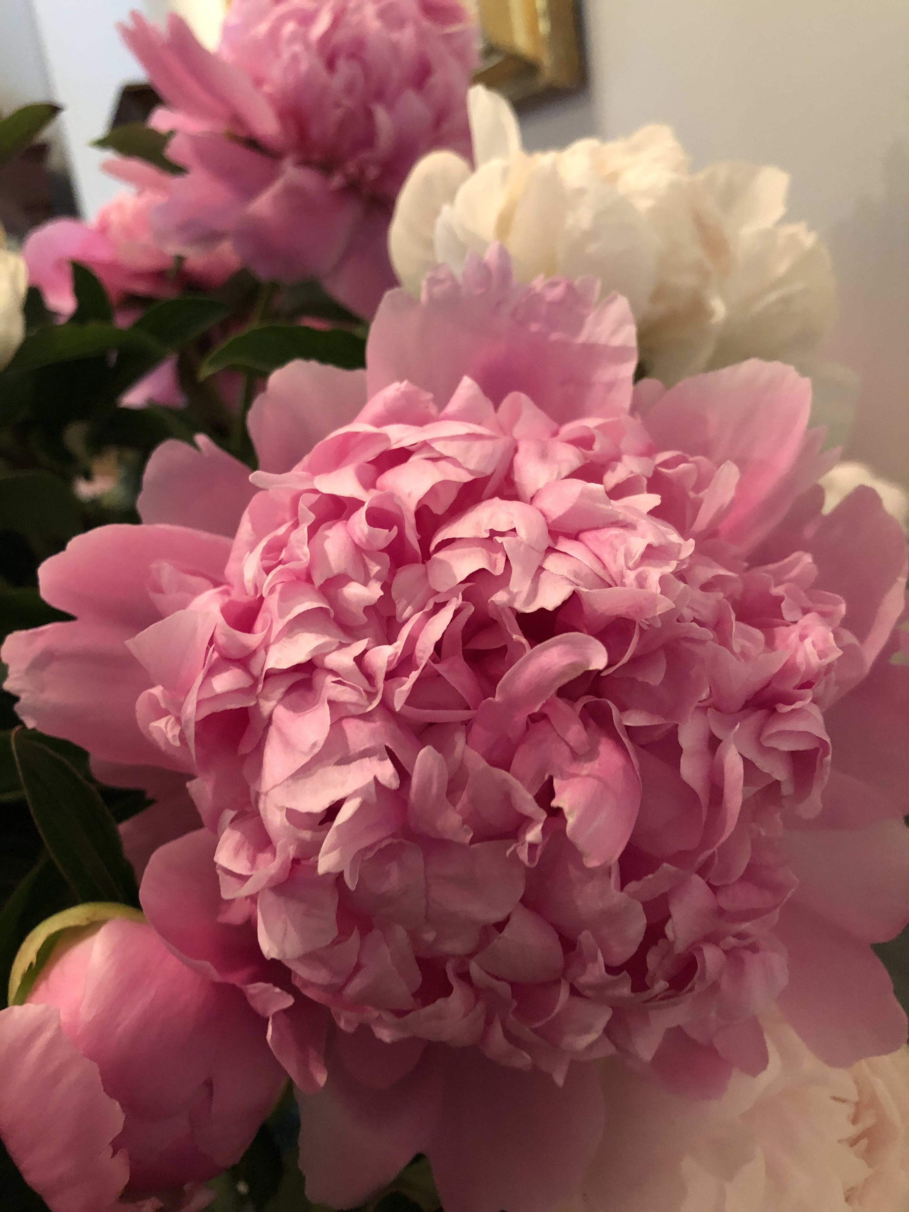 “You Say Peonies, I Say Peonies” “You Say Peonies, I Say Peonies” - 20 stems of the most gorgeous “PEONIES” wrapped and ready to be placed in water upon arrival. Fresh Daily:) ****please note if local peony season is over(usually around June 28) Dutch peonies will need to be preorders.. Please allow a 2 week window prior to your delivery date.