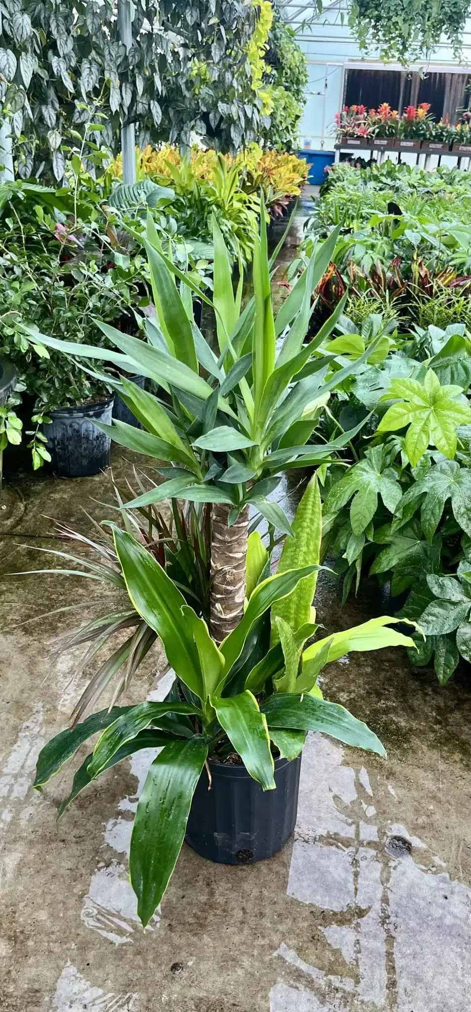 Mass Cane Combo  - A Yucca-Dracaena combo plant is a striking mix of two hardy, low-maintenance plants that complement each other beautifully. Yucca plants are known for their rigid, sword-like leaves and drought tolerance, while Dracaena plants have softer, arching foliage with a tropical feel. Together, they create a visually appealing contrast in texture and color.