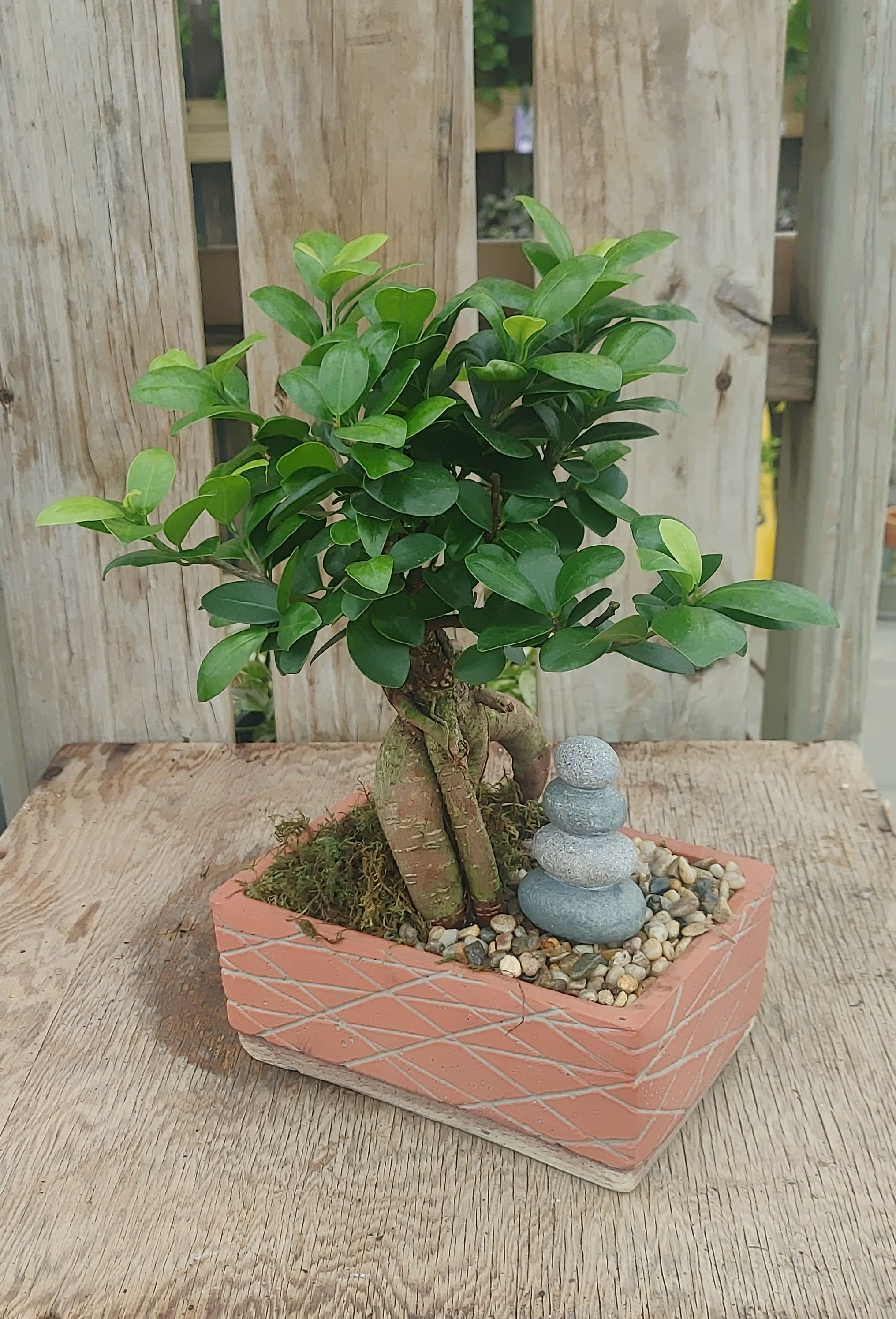 Bonsai - Bonsai for your home,  Ancient beauty, now for sale,  Invite calm indoors.  Bonsai trees are associated with harmony, inner peace, balance, and positivity.