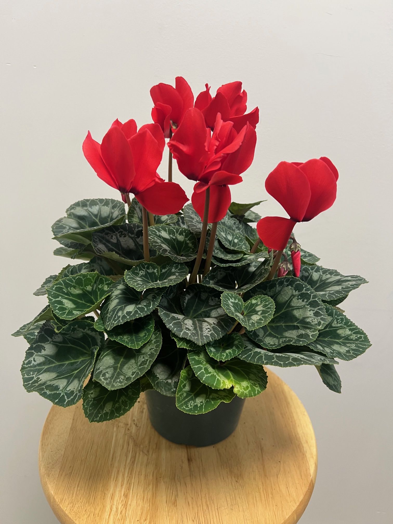 Red Cyclamen Red Cyclamen - This red cyclamen is a beautiful warm addition to any room. Available only in the wintertime.
