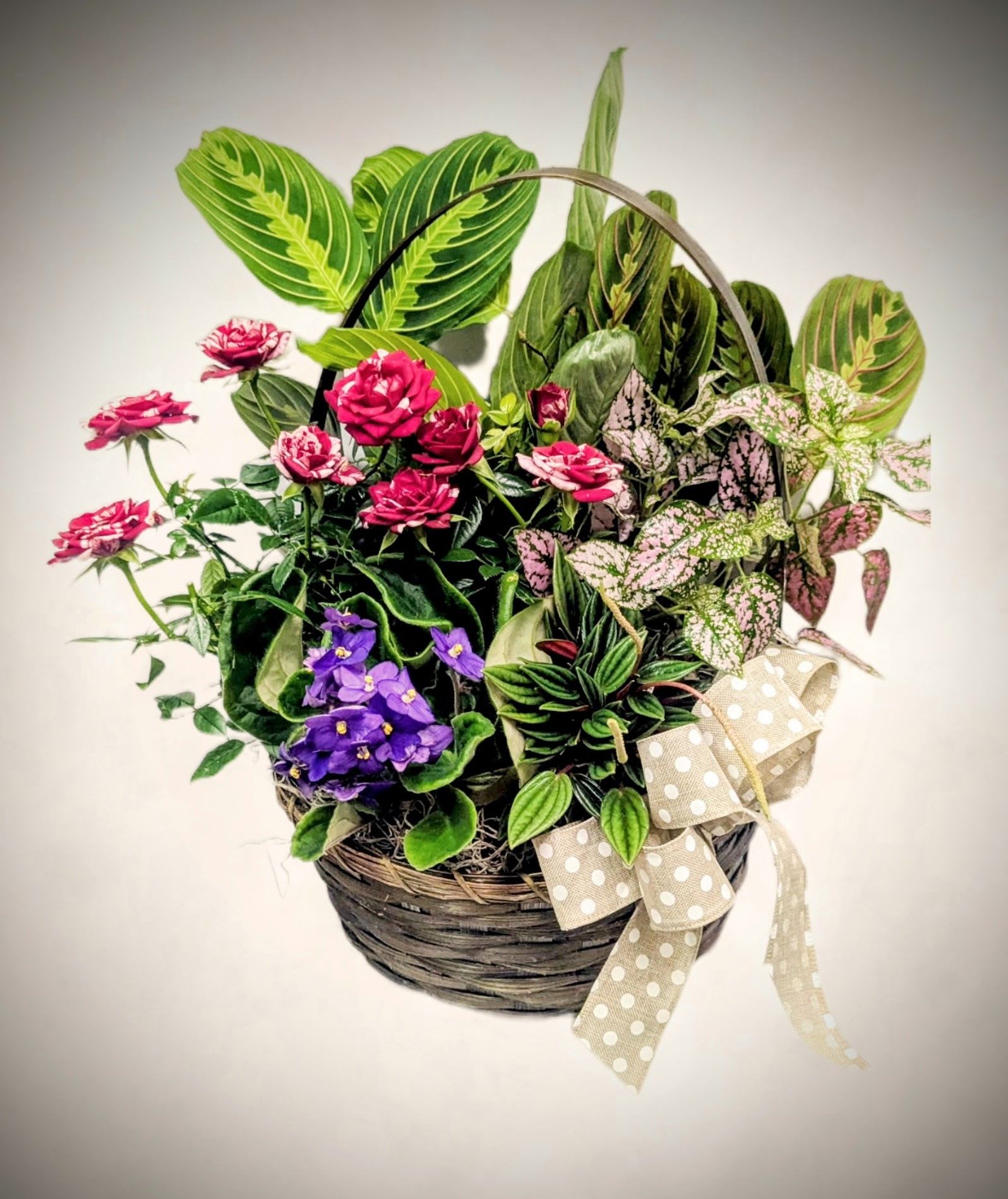 Garden Delight Basket  - Bring a touch of vibrant beauty and lasting joy with our Garden Delight Dish Garden. This charming basket overflows with a mix of blooming and foliage plants, including vibrant pink mini roses, African violets, polka dot plants, prayer plants, and lush greenery. Accented with a whimsical polka dot ribbon, this arrangement is perfect for birthdays, get-well wishes, thank you gifts, or simply brightening someone’s day.  Approximate Size: 14&quot; W x 16&quot; H Includes: Mixed blooming and green plants in a woven basket Presentation: Decorated with a stylish polka dot bow Ideal For: All occasions – Get Well, Thinking of You, Thank You, Housewarming  Pet friendly plants  