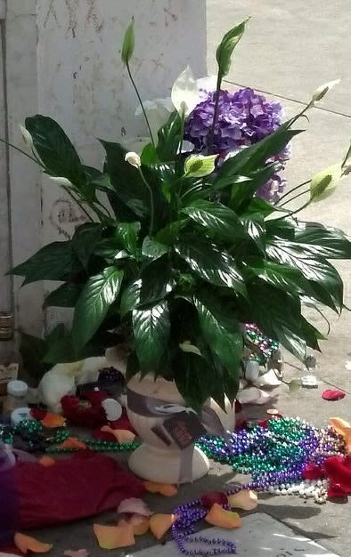 Peacelily Plant Peacelily Plant - plant in 6 inch planter