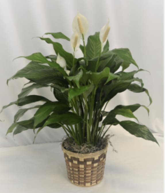6 Inch Peace Lily in Basket 6 Inch Peace Lily in Basket - 6" (SIZE OF POT) PEACE LILY PLANT IN A BASKET