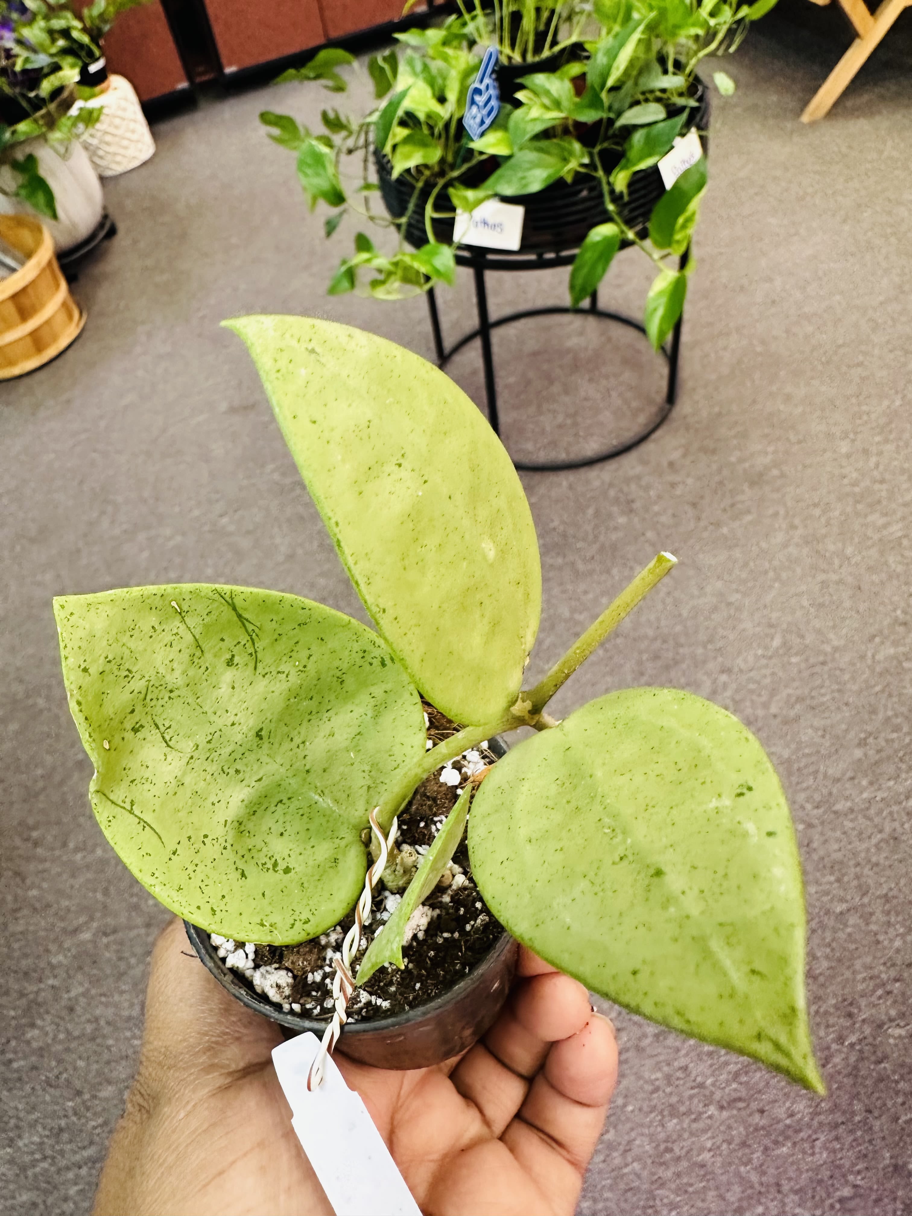 Hoya Silver Heart (Verticillata) - Rare Hoya Light: Bright light  Water : Soil should be completely dried out  Pet Safe : yes