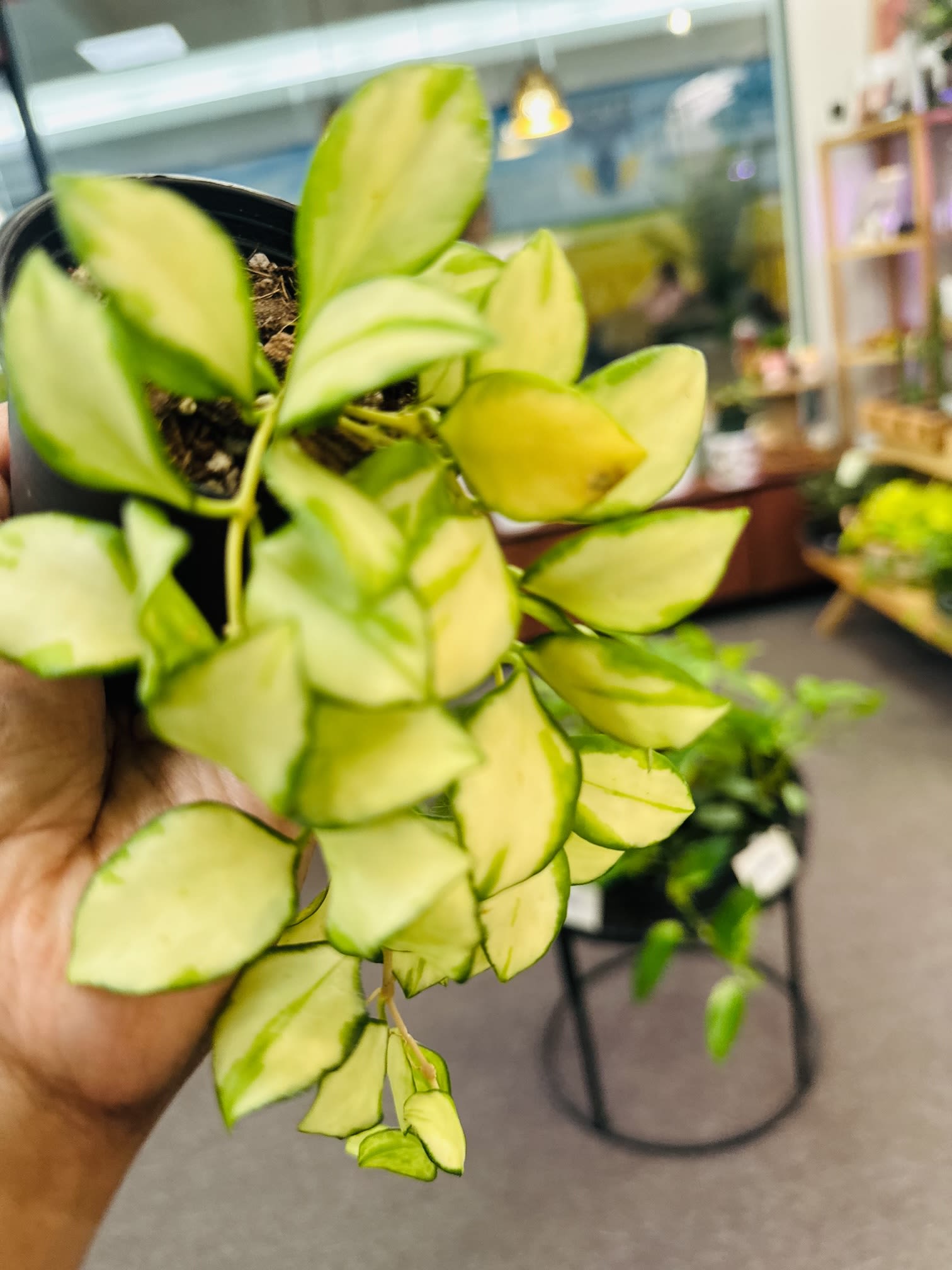 Hoya Hueschkeliana Variegata - Rare hoya