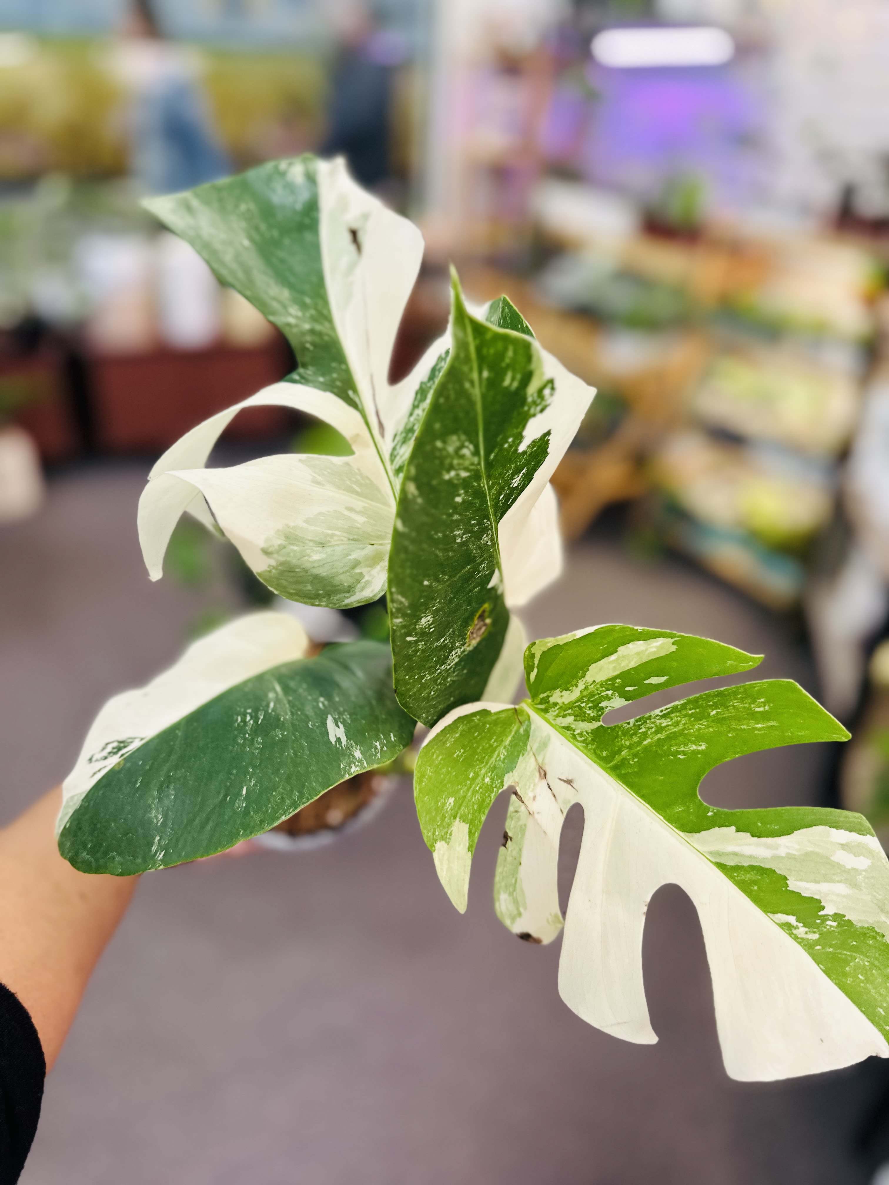 Monstera Albo Variegata - Rare plants