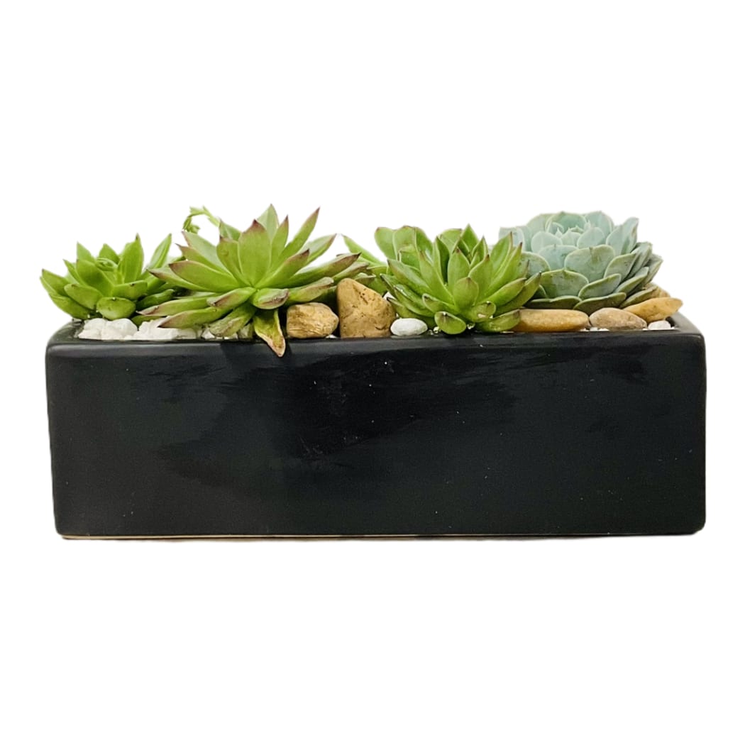 Zen Succulent Garden  - Assorted succulent plants arranged with river cane and river rocks in a black  or white rectangle container.    