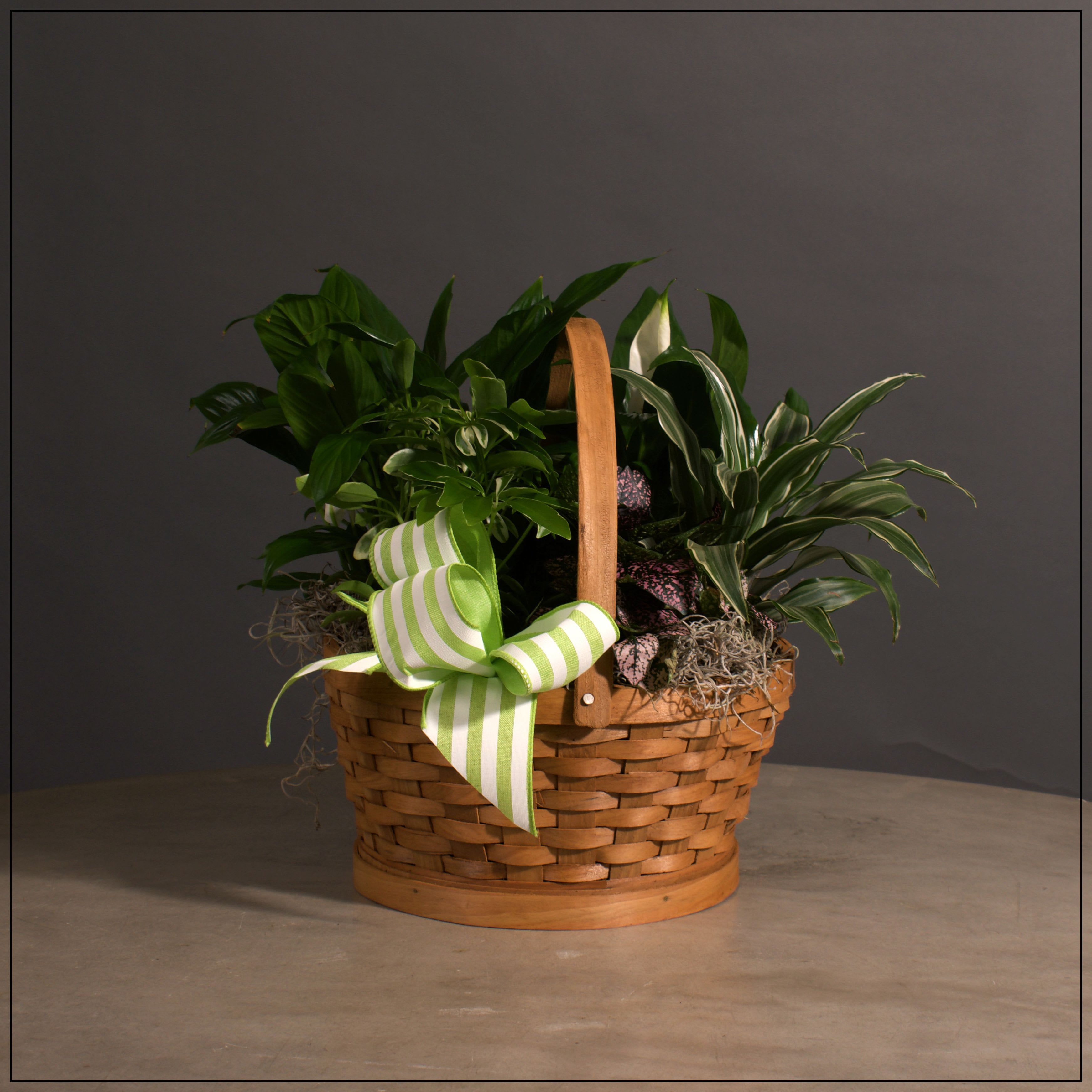 Green Garden Basket - Handled basket with a grouping of lovely tropical plants. Plants may vary depending on availability. Approximate size 14&quot; tall and 14&quot; wide.