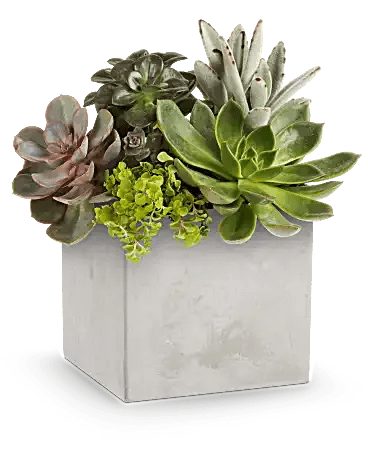 Succulent garden blooms  - Succulent garden a modern touch of love with this stylish gift of sculptural succulents, beautifully arranged in a Modern Paradise planter, a sleek wooden cube. A contemporary and lasting way to show your appreciation. Succulent Garden features a stunning selection of sculptural succulents, artfully arranged in a wooden Modern Paradise cube 
