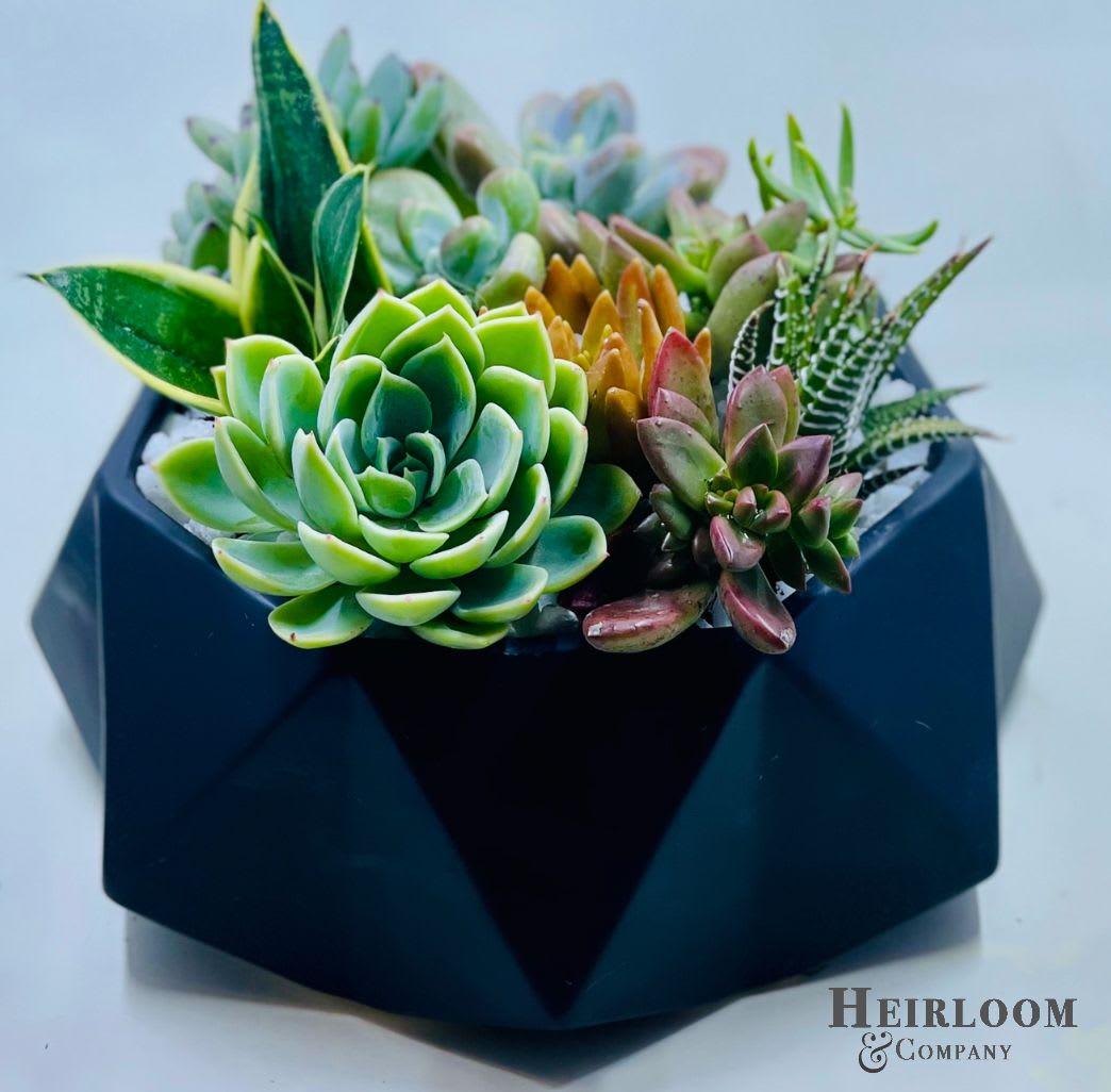 Bold Geometry Succulent Arrangement  - Where modern design meets natural calm. This faceted black vessel hosts a medley of colorful succulents—from soft jade rosettes to striped haworthia. This is an instant hit for tech startups, design studios, or anyone who appreciates sharp edges and organic charm.