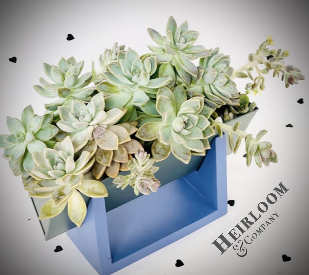 Ocean Breeze succulent Arrangment - This one’s all about the calm. Soft greens and cool hues come together in a sleek blue planter that fits in anywhere. Super low maintenance and super cute. Just a little water, and it stays happy for weeks.