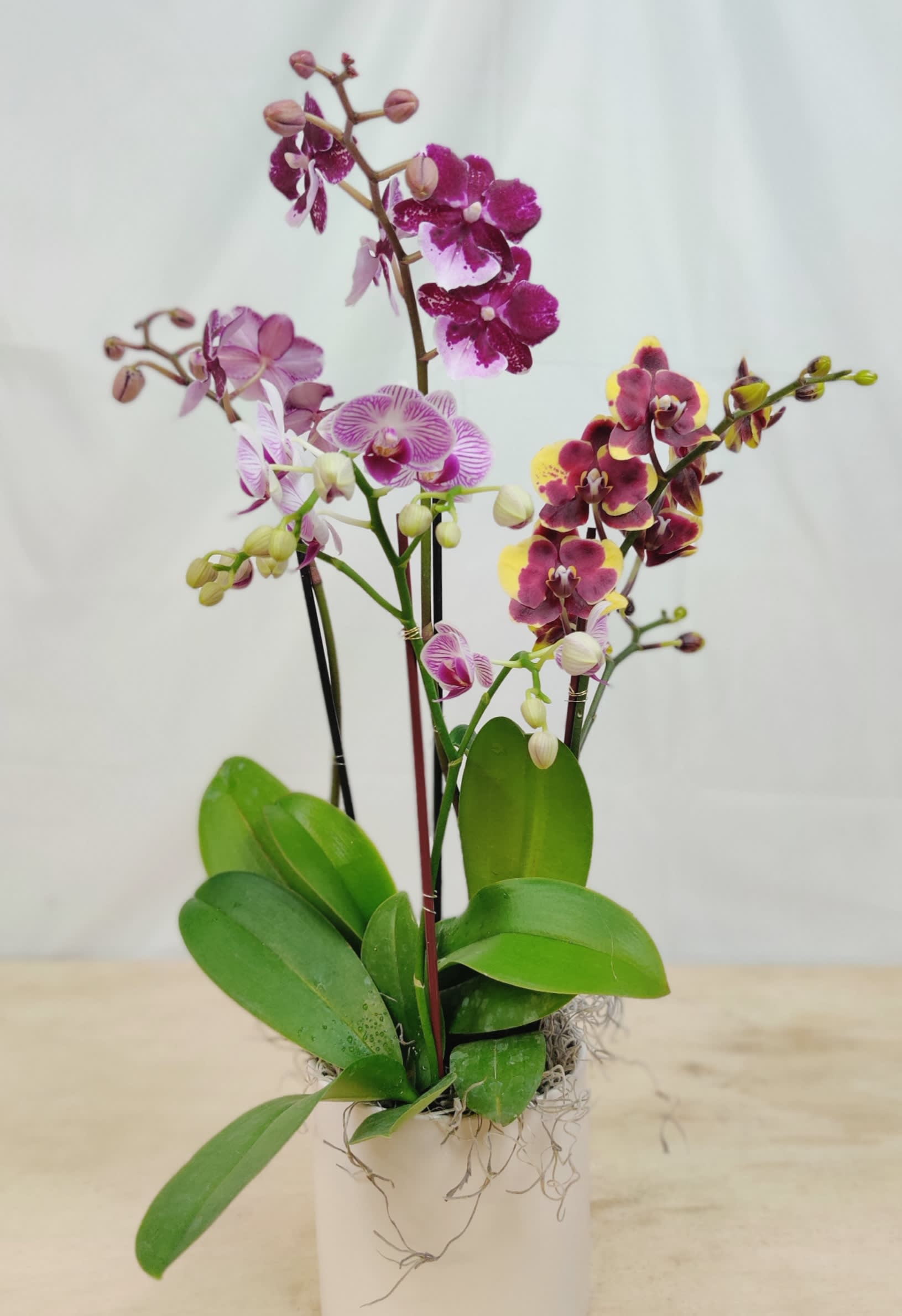 Mini Orchid Pot Trio Mini Orchid Pot Trio - 3 assorted live orchid plants (colors may vary) in antiqued container. Perfect pick me up or fir the true orchid lover. Approx 12" - 14" tall