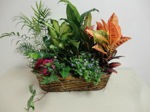 Graceful Wishes - Mixture of 5 plants in a basket.