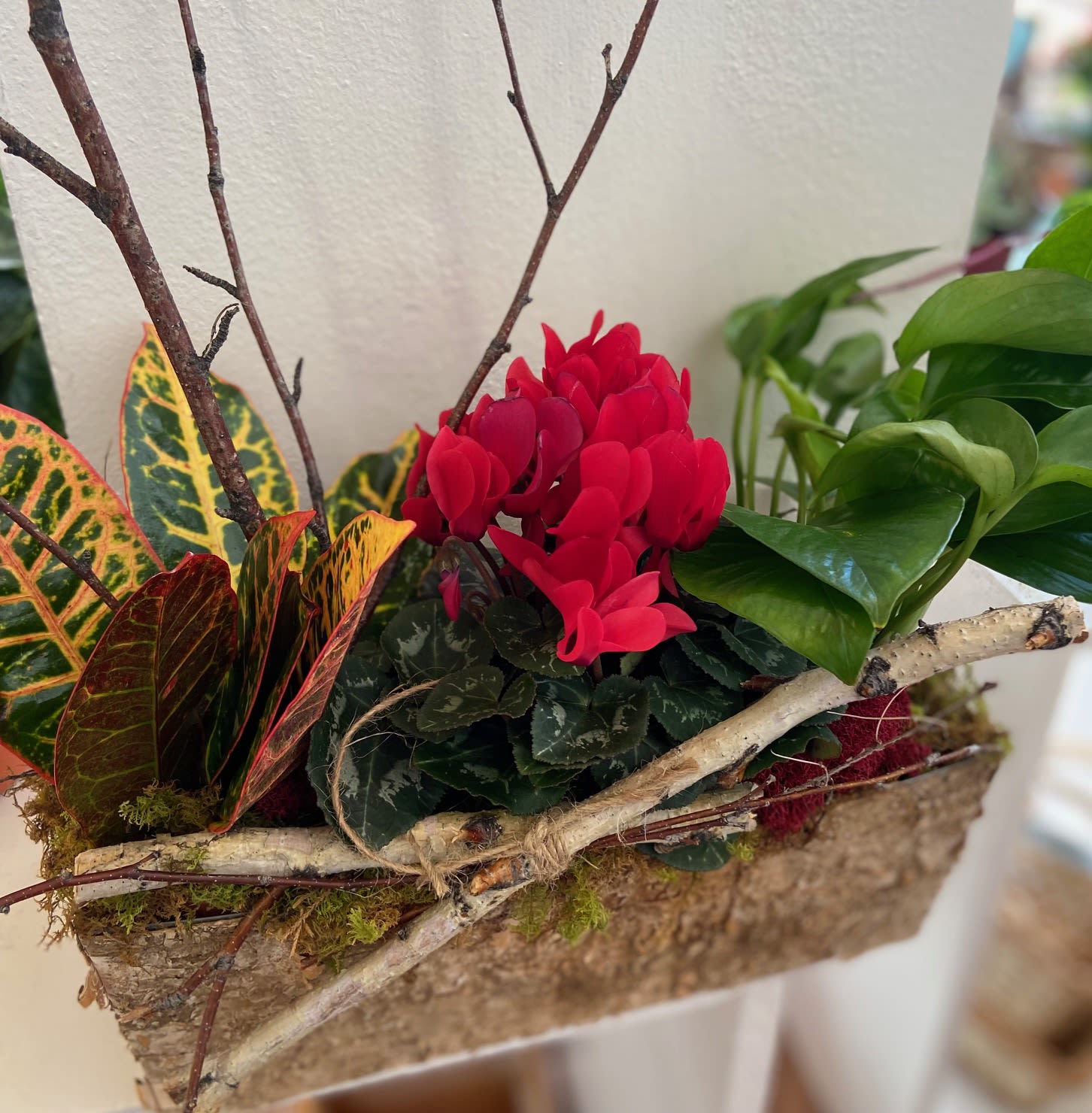 Seasonal Blooming Box Beauty Seasonal Blooming Box Beauty - Seasonal blooming and green plants nestled artfully in a long Birch wrapped box. Garden approximately 20" long and 12" High. * *Plants May Vary**
