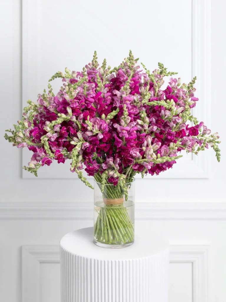 Pretty Stock Pretty Stock - 60 Stems of purple stock in a vase.