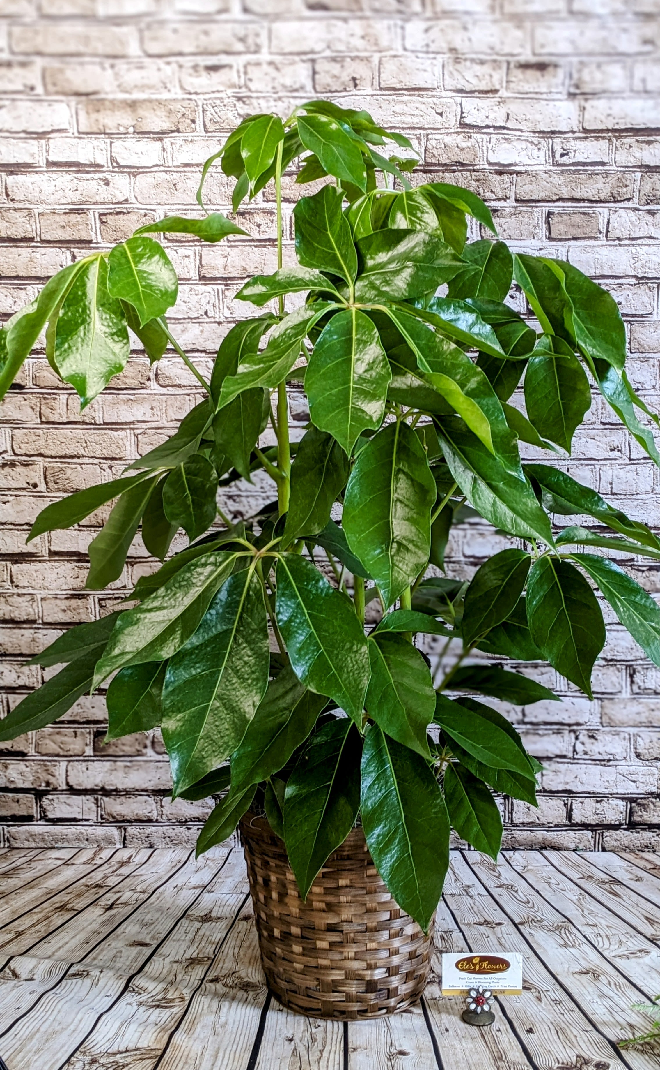Stately Schefflera Plant - 8" Stately Schefflera Plant - 8" - Add effortless greenery to any space with the striking Schefflera, also known as the umbrella plant. With its glossy, hand-shaped leaves that fan out like spokes on a wheel, this tropical beauty brings a fresh, vibrant energy to homes and offices alike. Known for its easygoing nature and air-purifying qualities, the Schefflera thrives in bright, indirect light and requires minimal care—making it a perfect choice for both plant enthusiasts and beginners. Whether gifted or kept, it's a timeless accent for any décor. Care instructions are provided. Approximate Dimensions: 36"H x 29"W