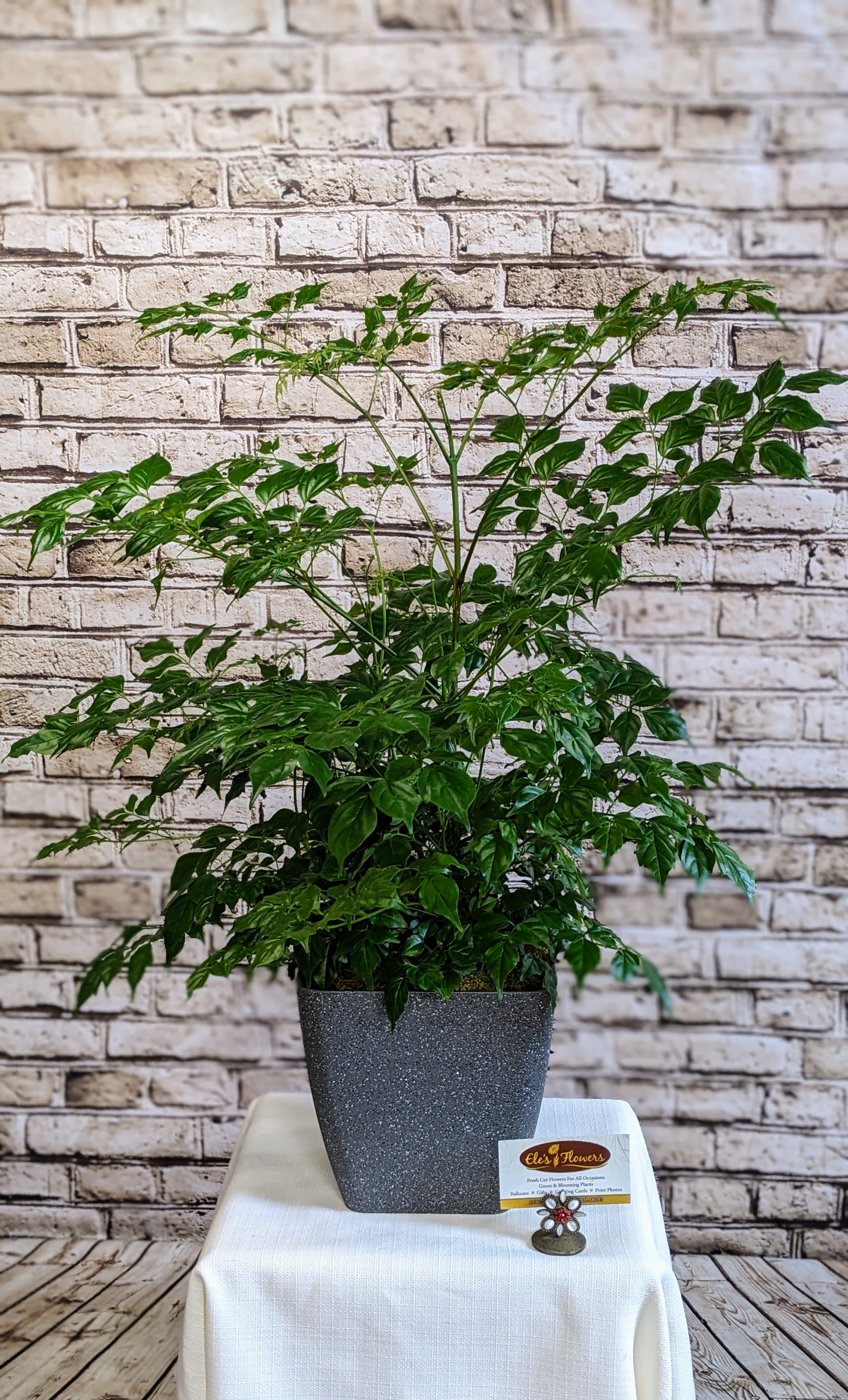 China Doll - 6&quot; Planter - Delicate in appearance but surprisingly easy to care for, the China Doll plant brings an elegant, airy charm to any indoor space. Its finely divided, glossy green leaves create a soft, lacy texture that adds a touch of natural sophistication to tabletops, desks, or bright corners. Native to Southeast Asia, this graceful plant thrives in bright, indirect light and enjoys consistent moisture. With its compact shape and lush foliage, the China Doll is an ideal choice for adding a refined, fresh look to your home or office.  Approximate Dimensions: 27&quot;H x 20&quot;W