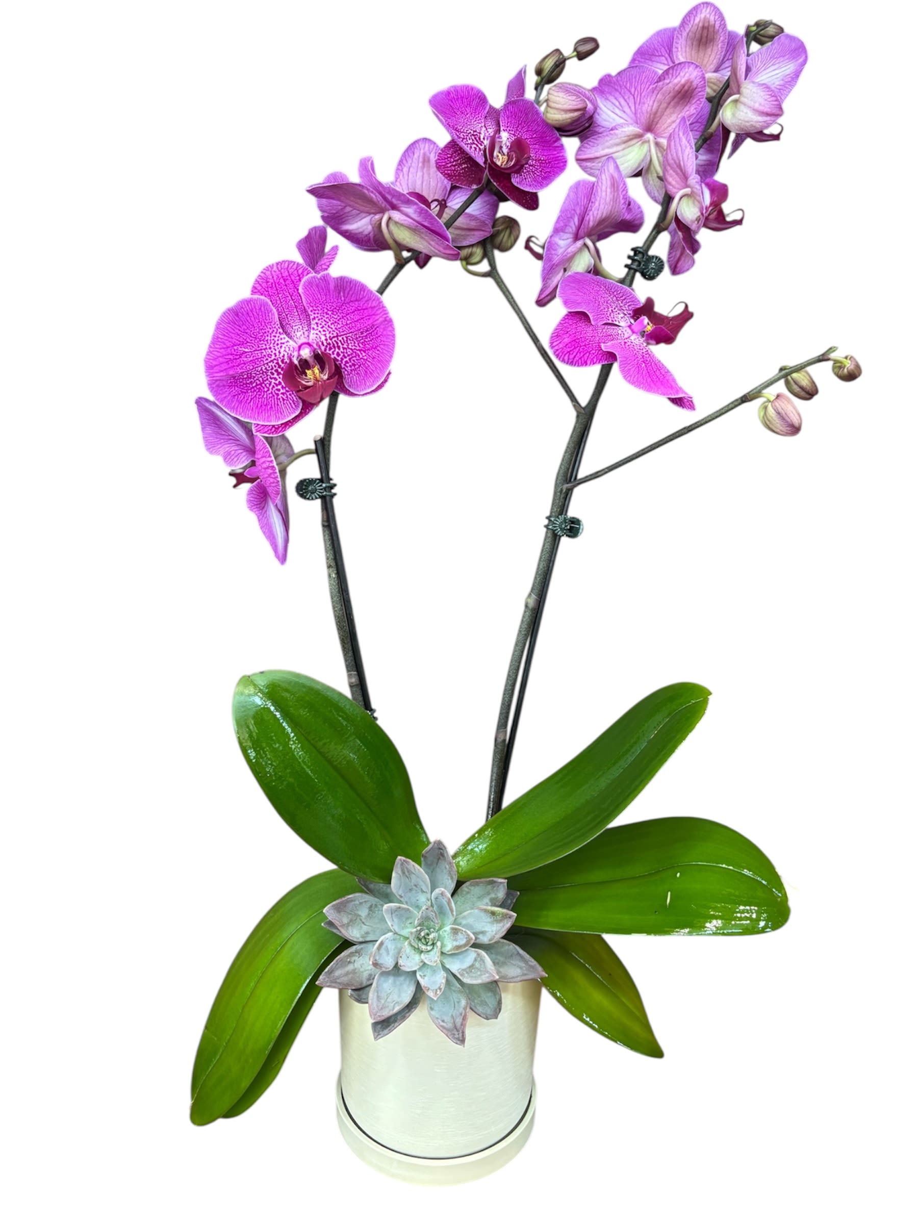 Earthly Orchids Earthly Orchids - A graceful arrangement featuring a double-stemmed purple orchid, its vibrant blooms arching elegantly above a compact, textured echeveria succulent, all nestled in a minimalist Kanso-style vase that exudes tranquility and modern simplicity. A striking balance of color, form, and serenity—perfect for adding a touch of refined calm to any space.