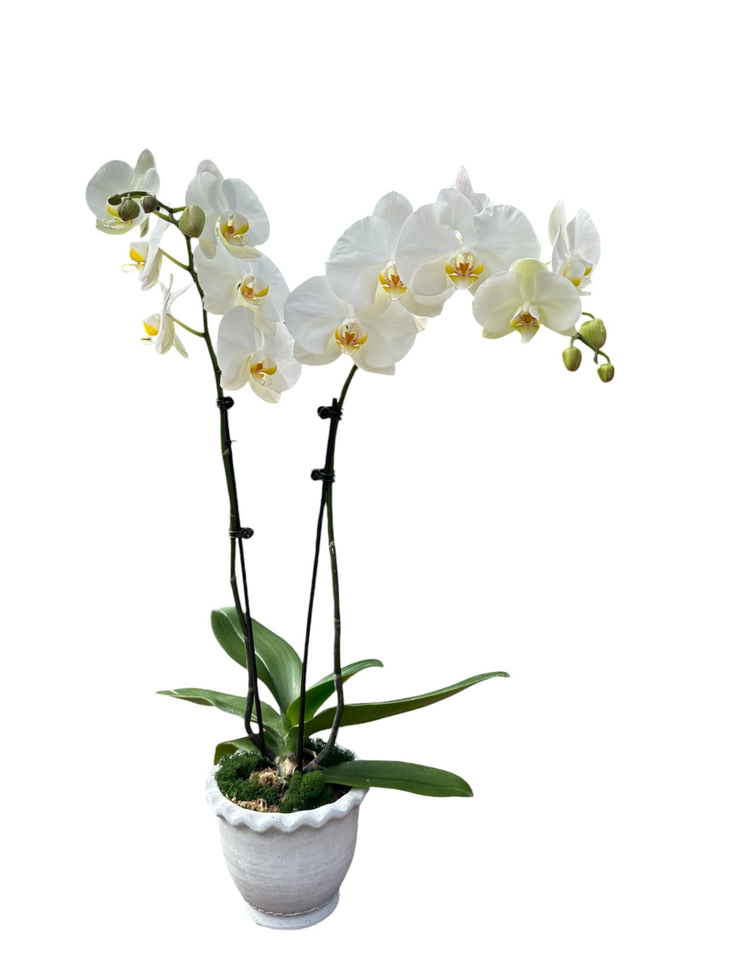 Serene Sympathy Orchid - Our designers will carefully select a blooming white orchid symbolizing peace, purity, and eternal love. Its graceful blooms offer comfort and heartfelt condolences during a time of loss.