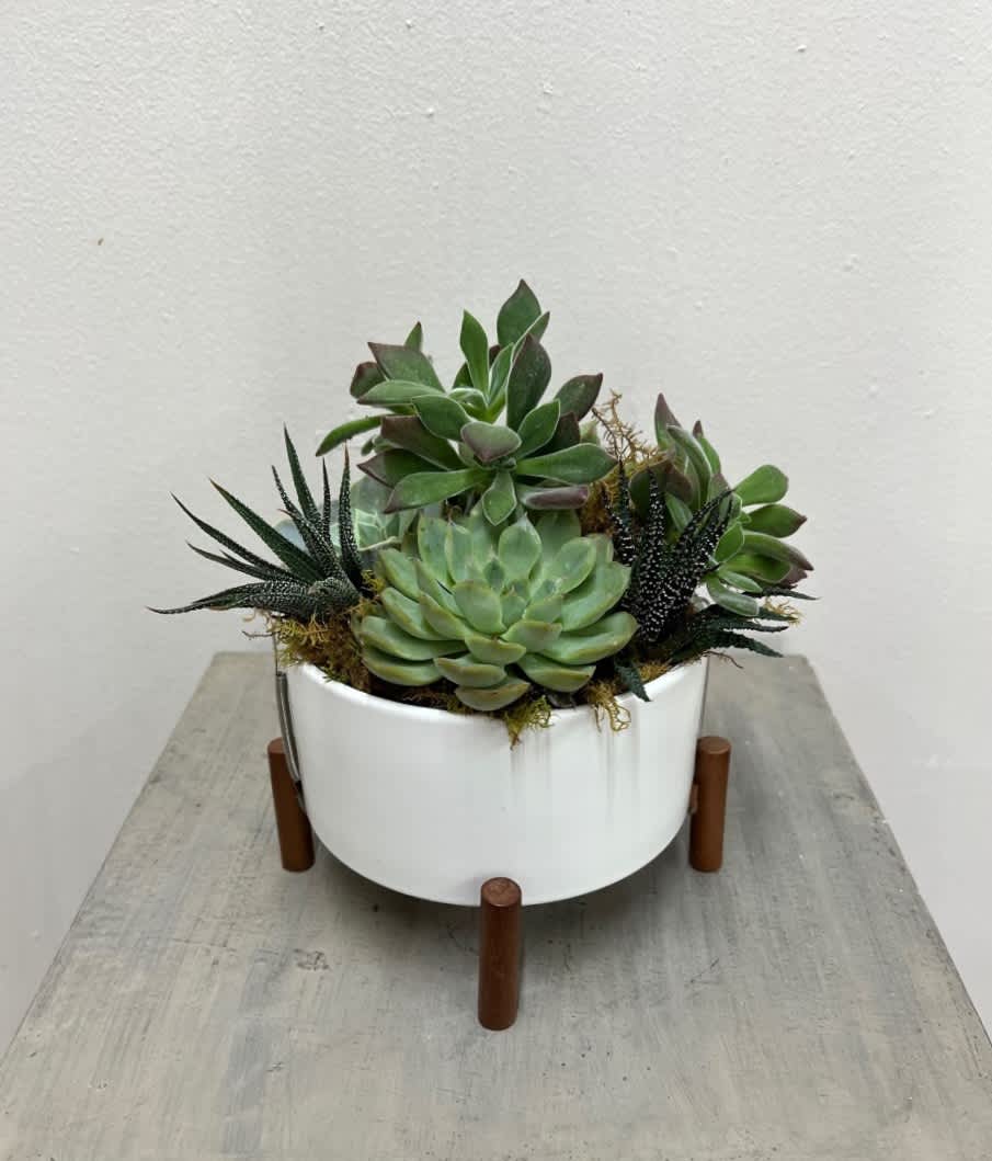 Mini Mod of Succulents - Local Delivery ONLY - Short succulent garden in a white modern mini mod container.  Approximately 7&quot; w x 8&quot; h   (Assortment of succulents WILL VARY depending on availability.)  Local delivery ONLY.