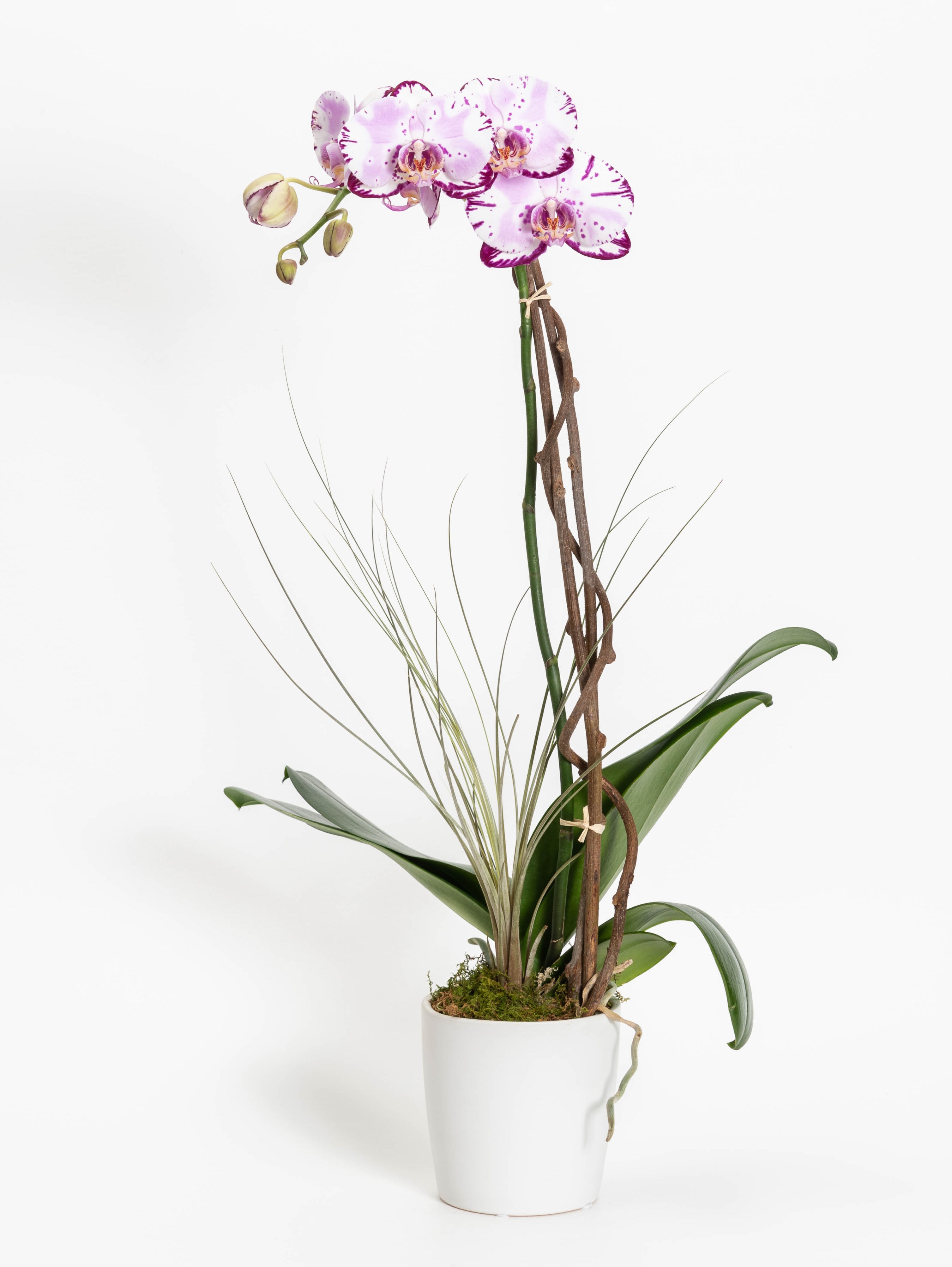 Lavender Love Orchid Lavender Love Orchid - A stunning single orchid plant in a white pot.
