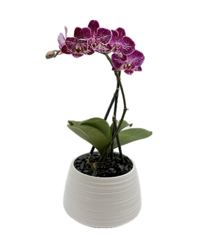 Purple Mini Orchid Purple Mini Orchid - Purple Single Spike Mini Orchid is perfect for any housewarming, welcome to the family, or friends event!