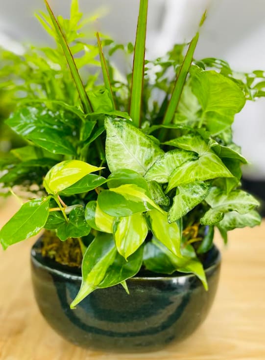 Dishgarden Plant (Designer Choice)  - Variety of dishgardens available in a ceremic container.   Selection/color could be different each week.  The size to value will be the same.  Please call or email the shop if you have any questions or would like to see our in house selection.  