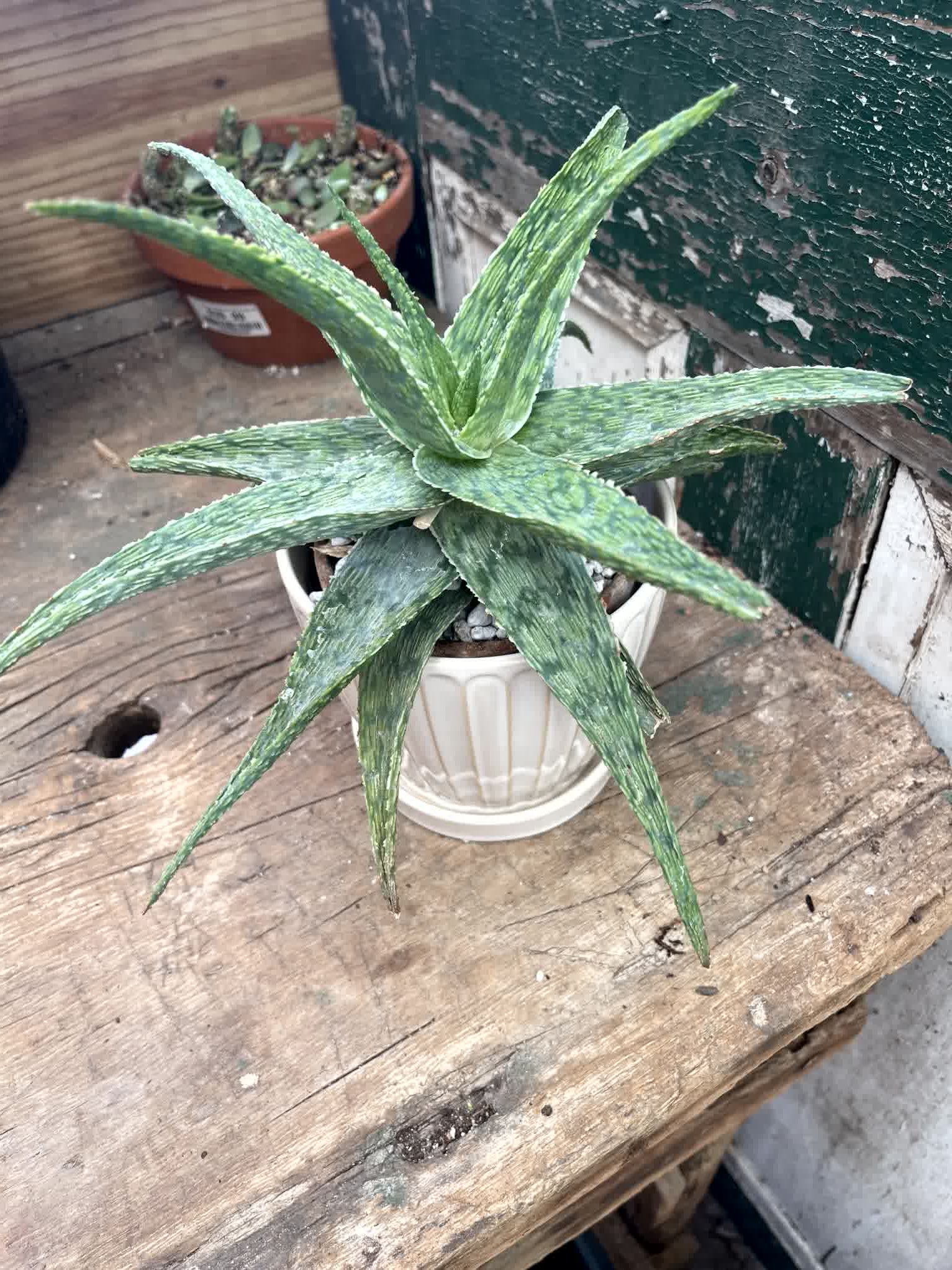 Aloe Plant by BloomNation™ - Aloe Plants like bright, indirect sunlight and deep but infrequent watering. Aloe Plants, along with being a great air filtering plant, look great on any desk and make a great gift for your plant friend!